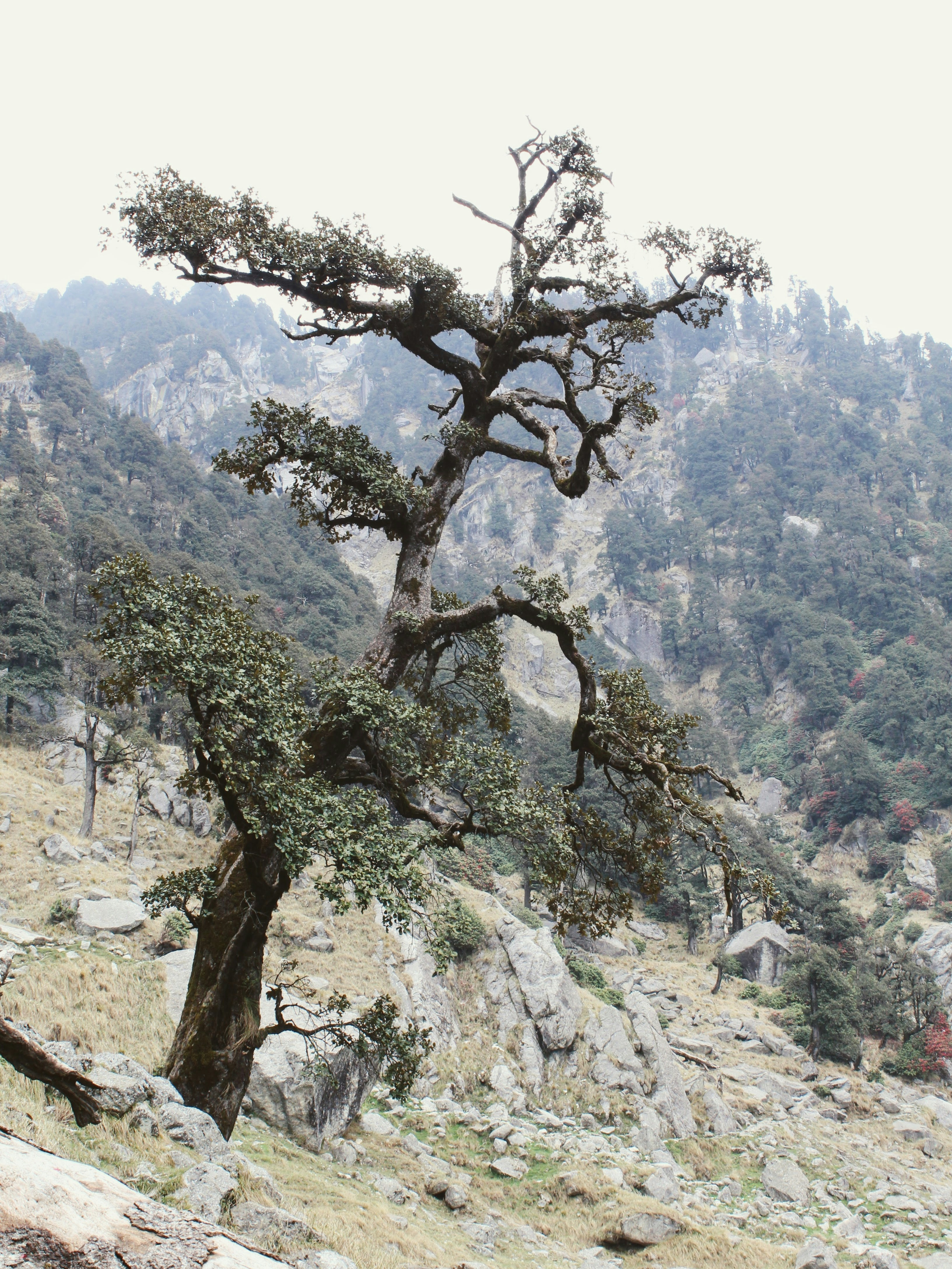 Photo by postcardwalashot