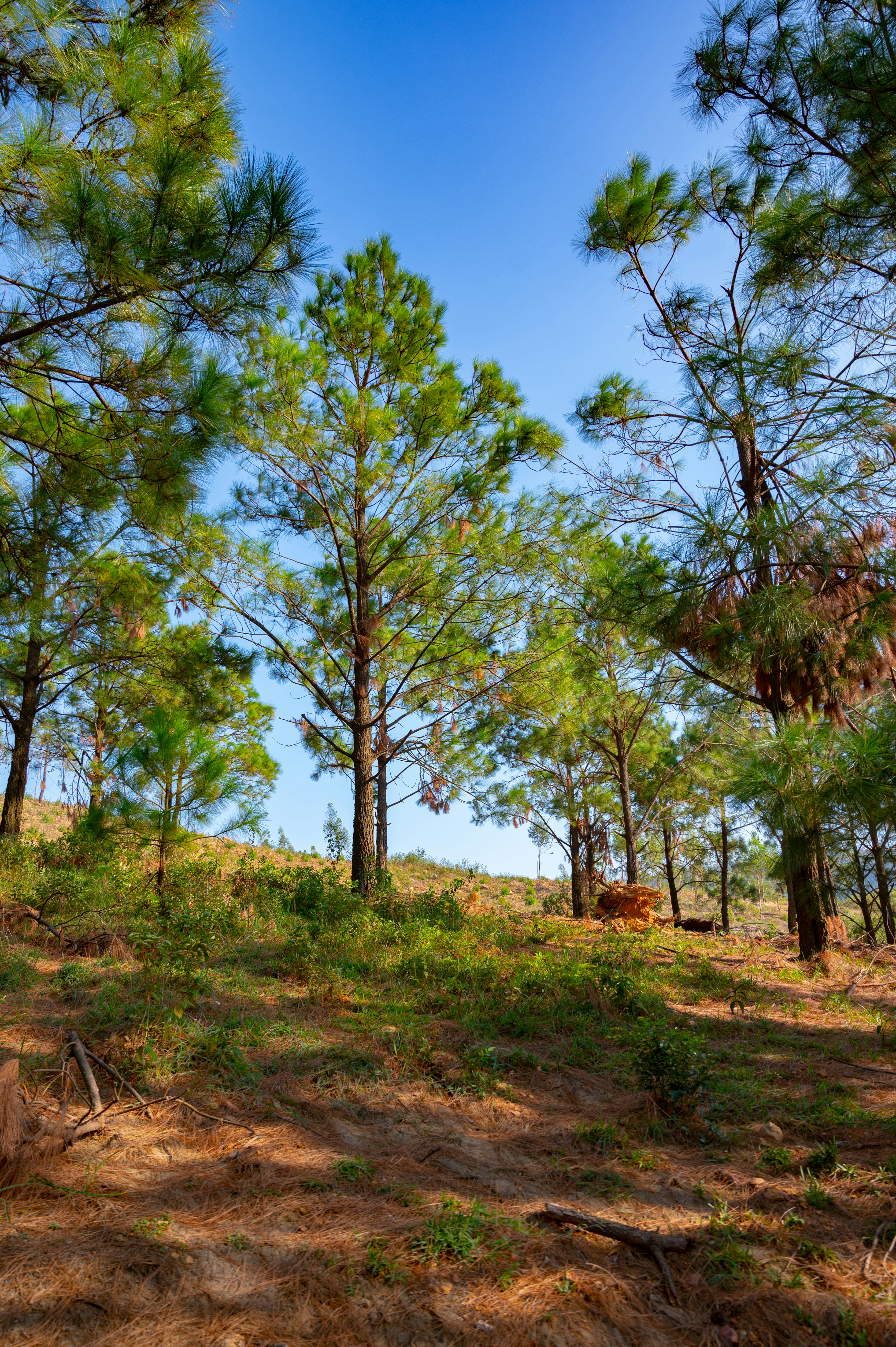 A forest filled with lots of tall pine trees