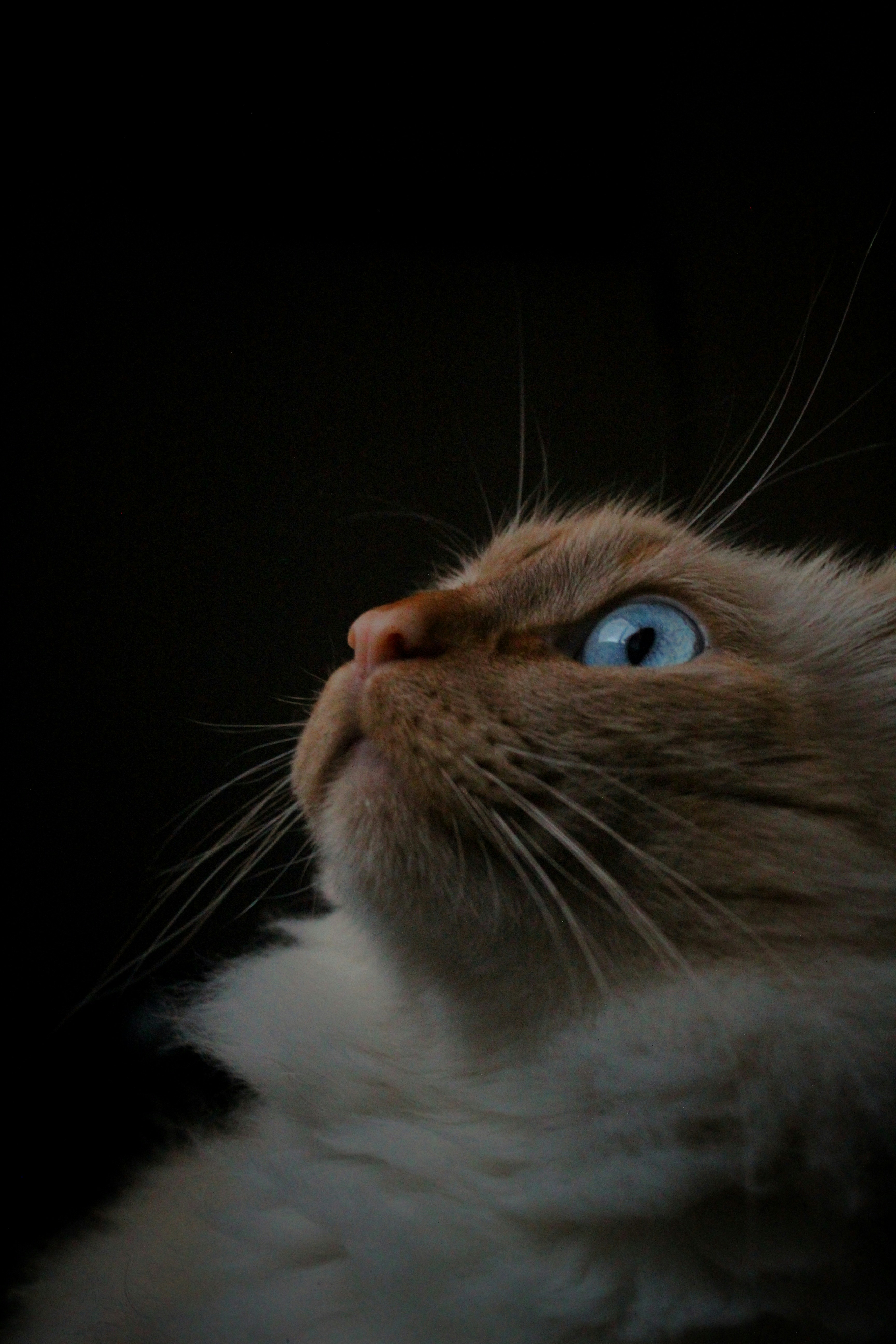 A close up of a cat looking up at something