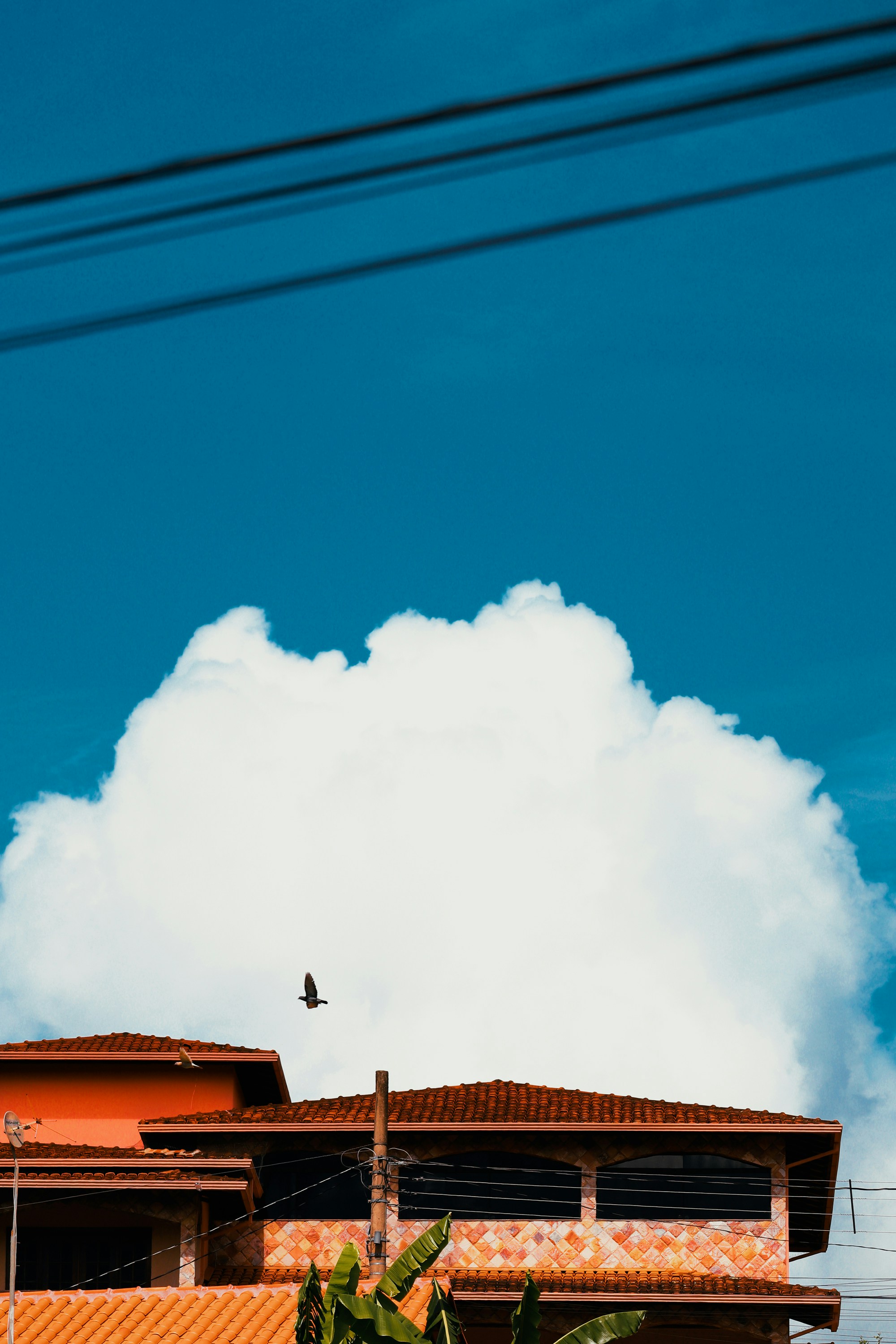 Photo by pedropess