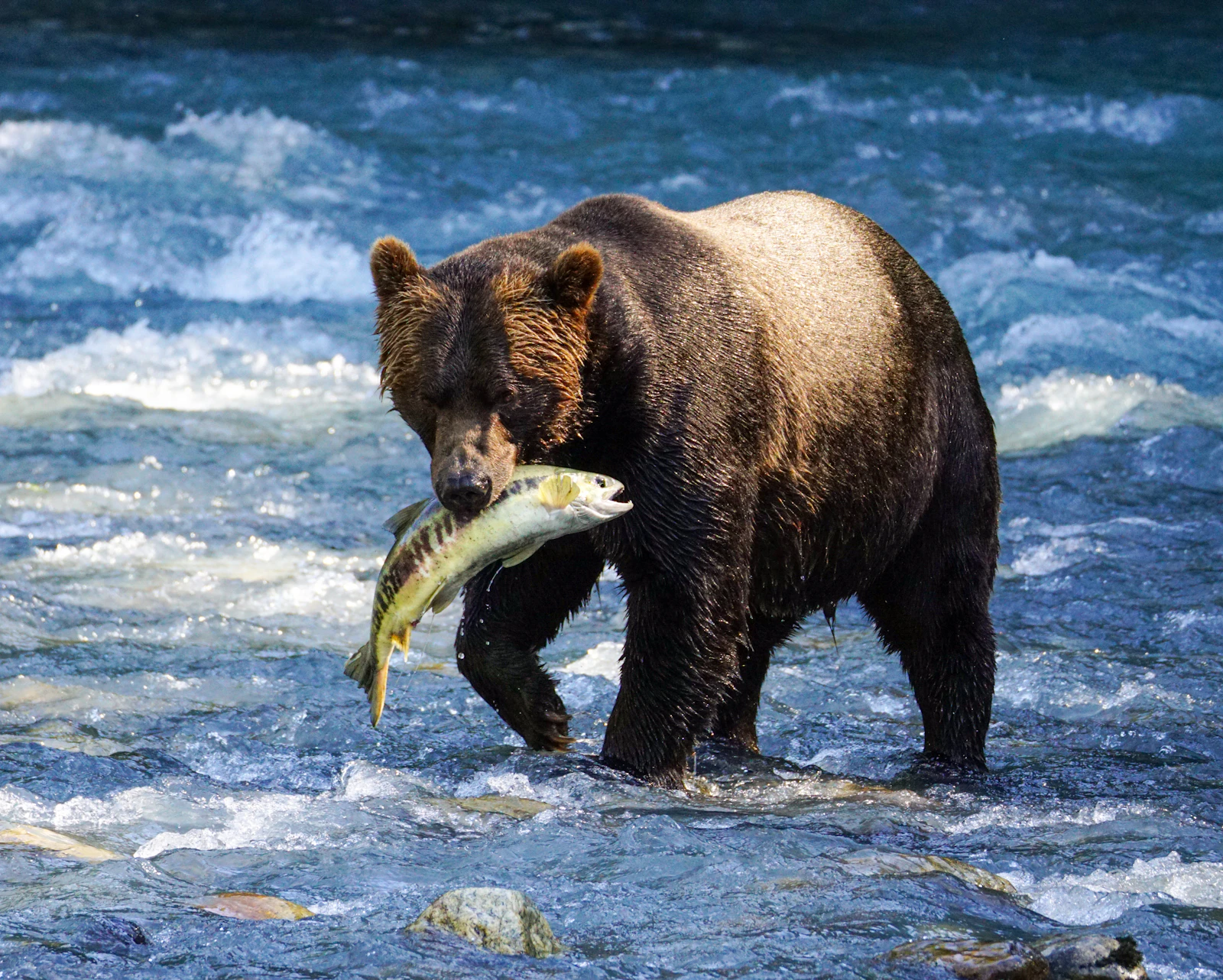Bear 89 'Backpack' Wins Fat Bear Week 2026, Beating Out More Than 2.5 Million Votes