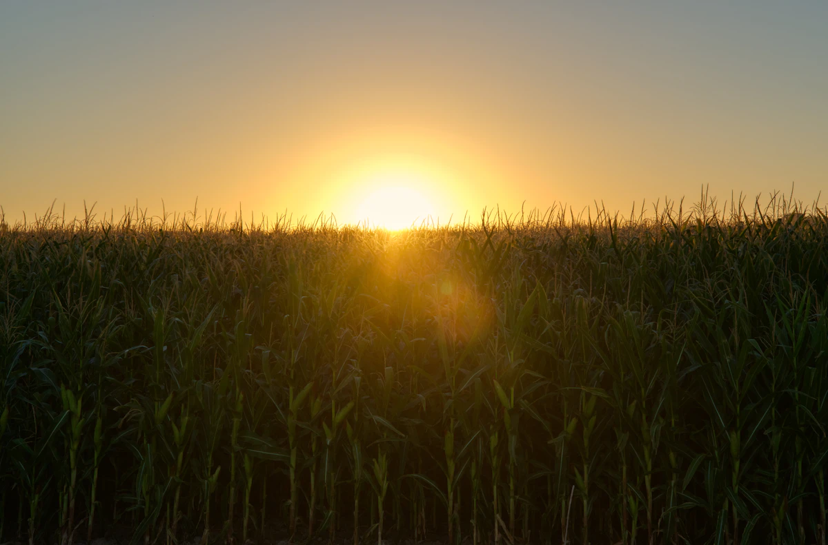 Sol se pondo sobre um campo de capim alto