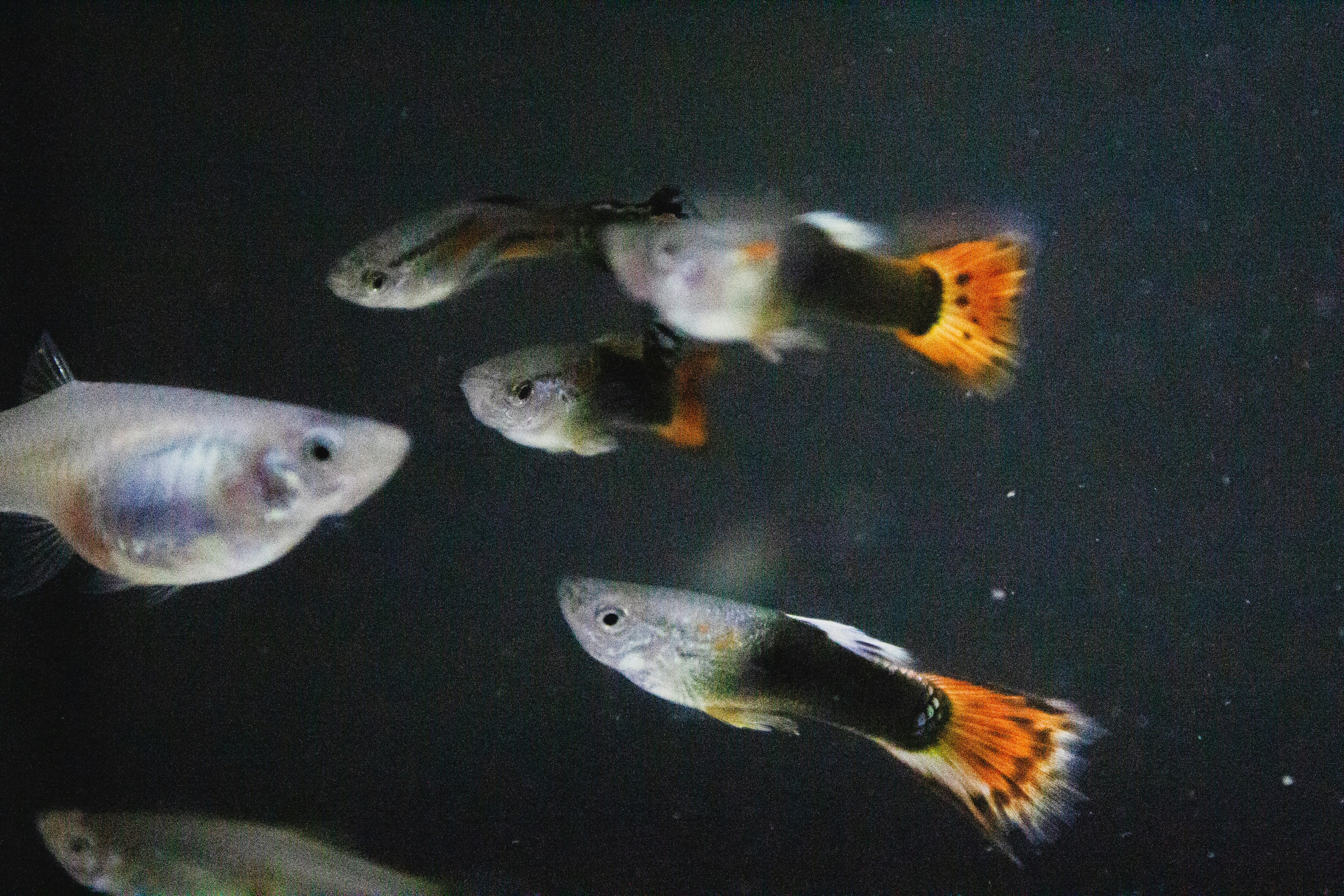 A group of fish swimming next to each other photo – Free Animal Image ...