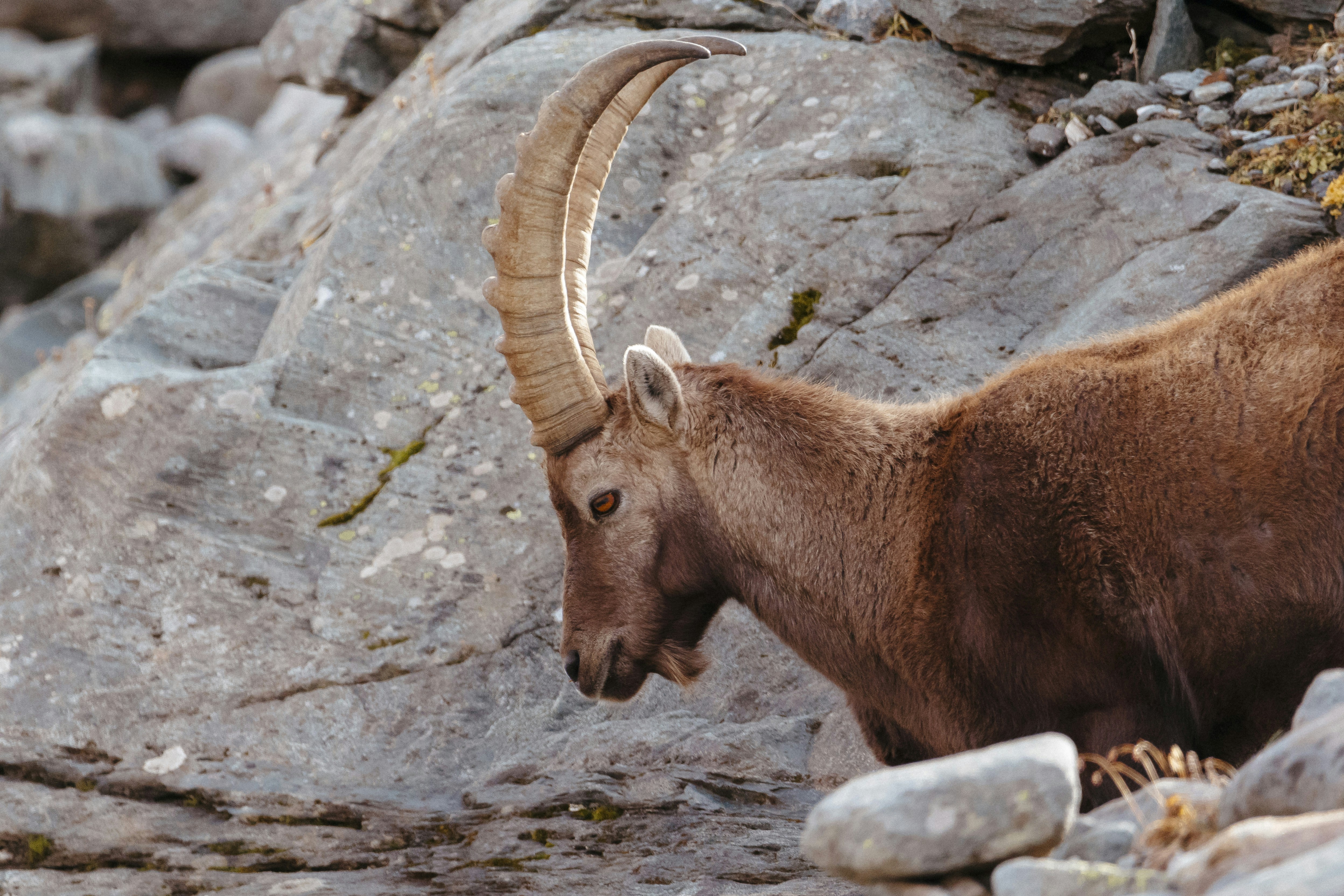 山の斜面を登る山羊の写真 – Unsplashの動物の無料画像