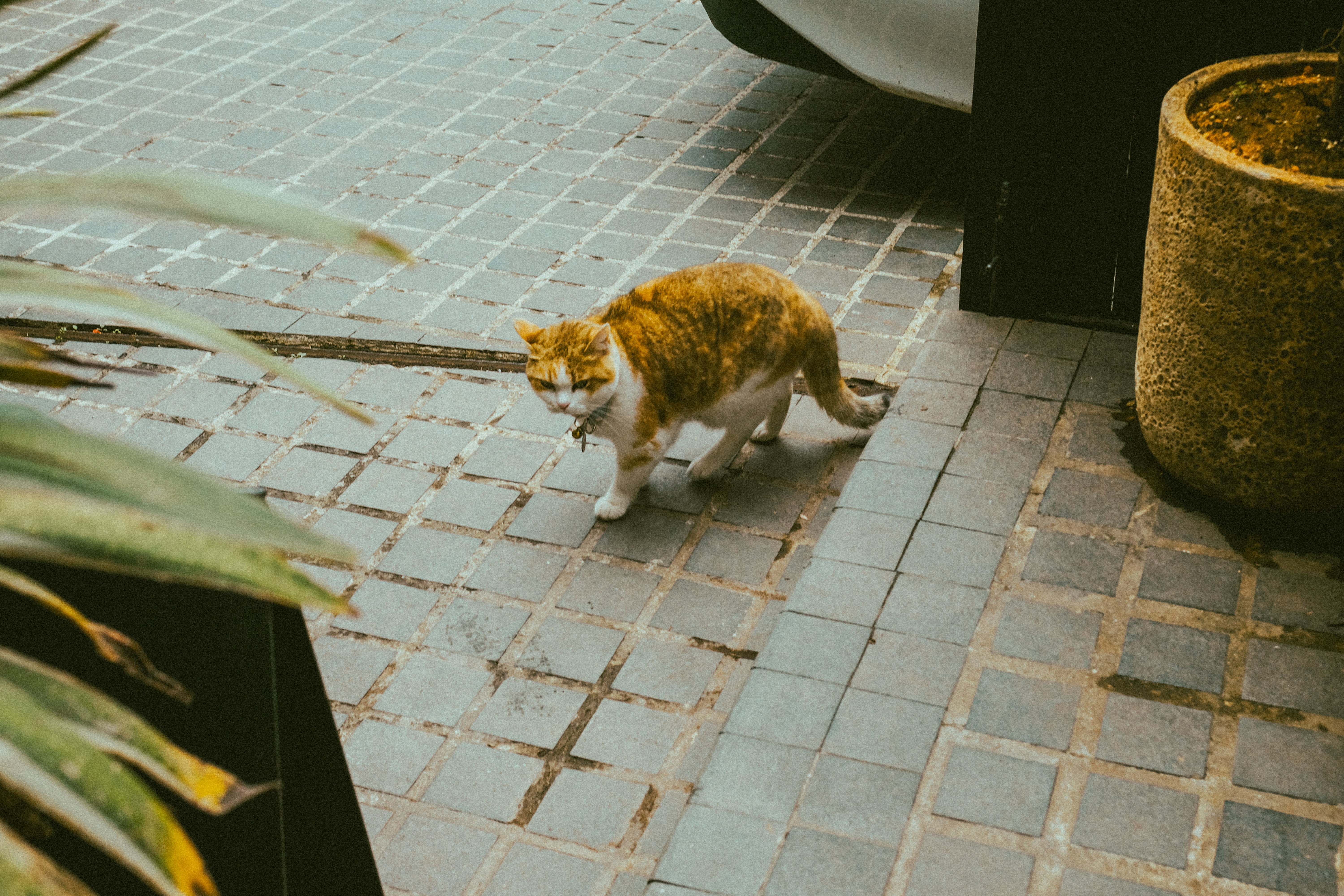  貓奴崩潰！主子竟愛上這「味」，鏟屎官哭：我輸了！