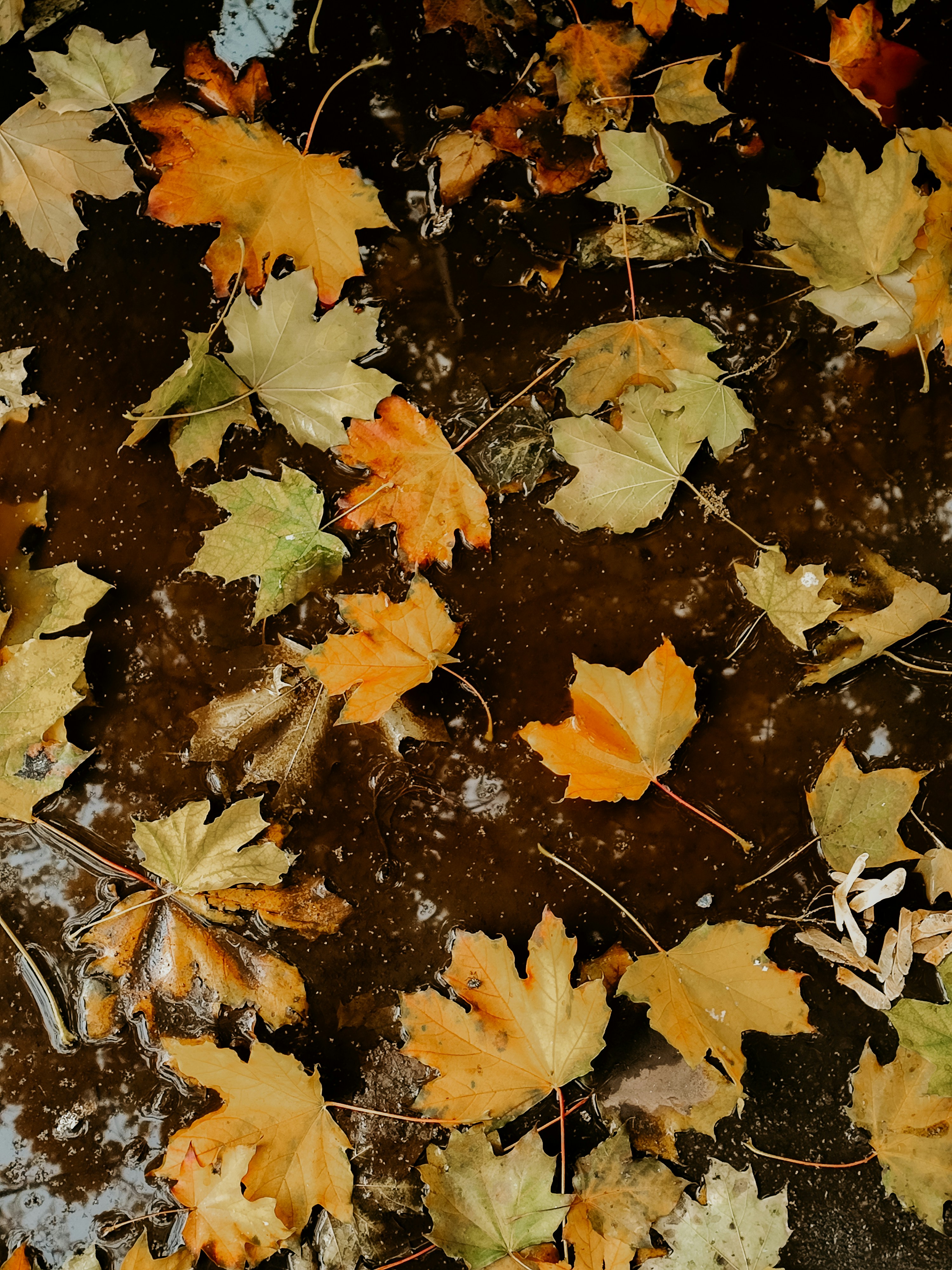 A bunch of leaves that are laying on the ground