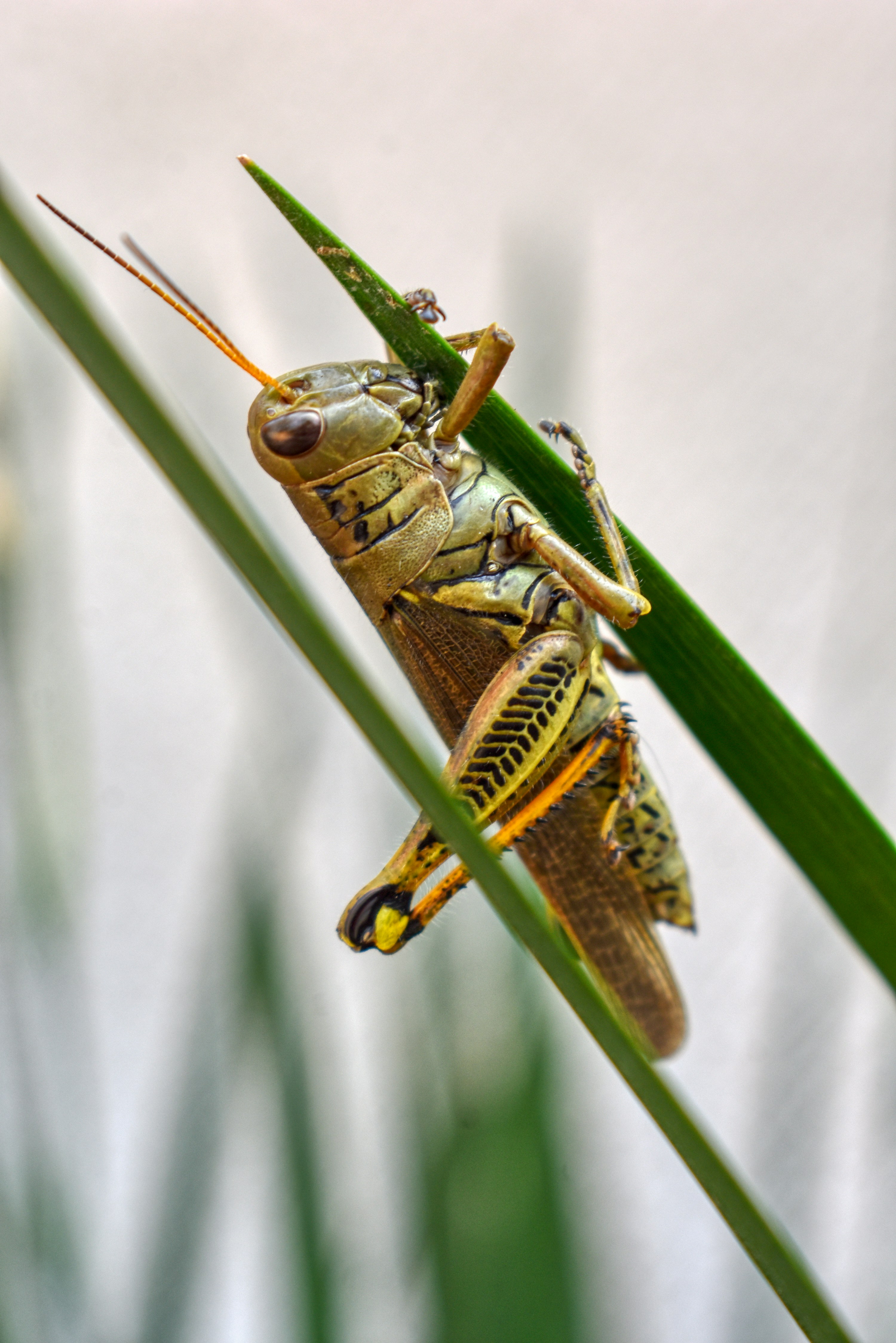 Photo by sergiomenamx