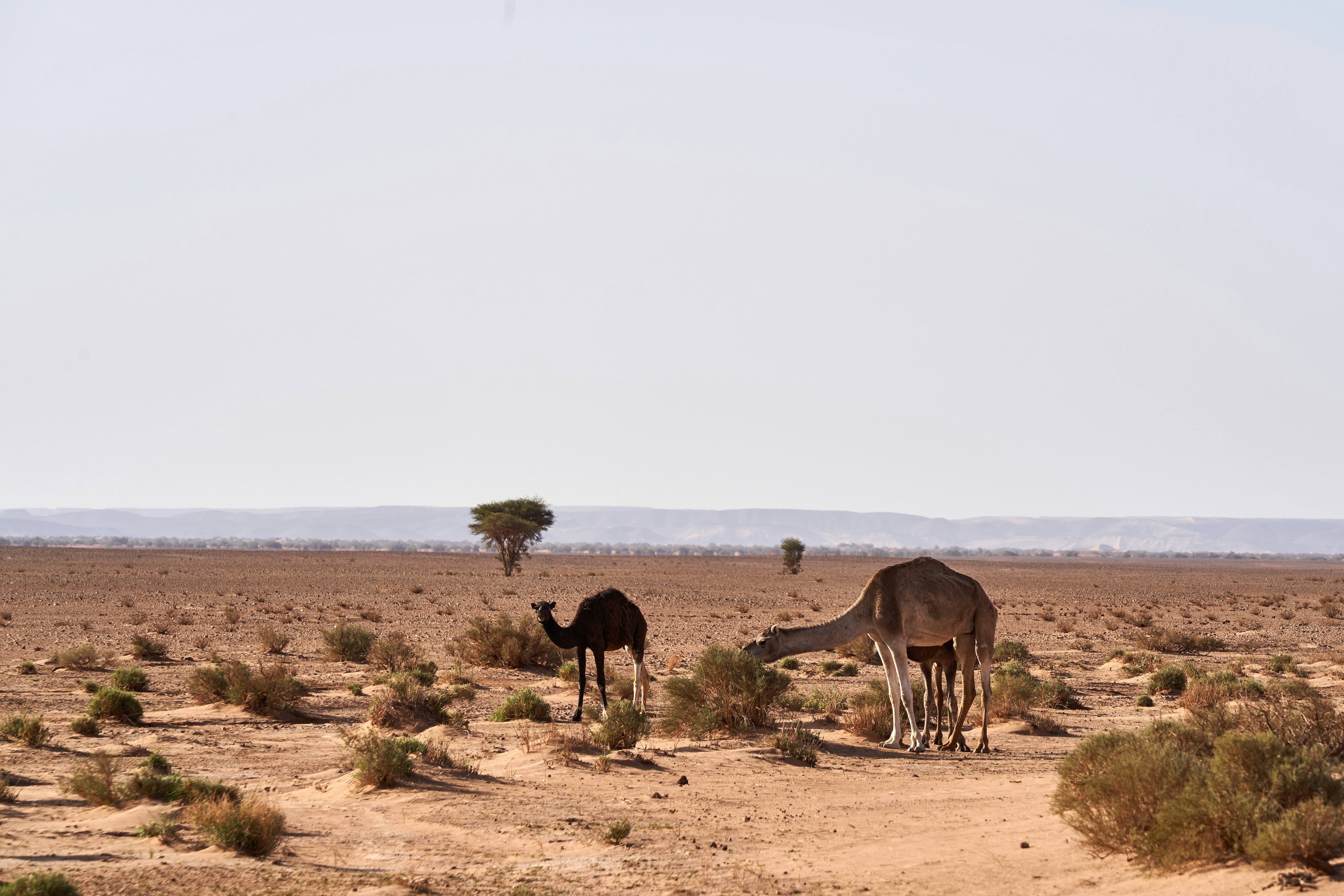 Photo by wolfgang_hasselmann