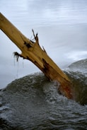 A tree that has fallen over in the water
