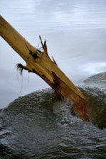 A tree that has fallen over in the water