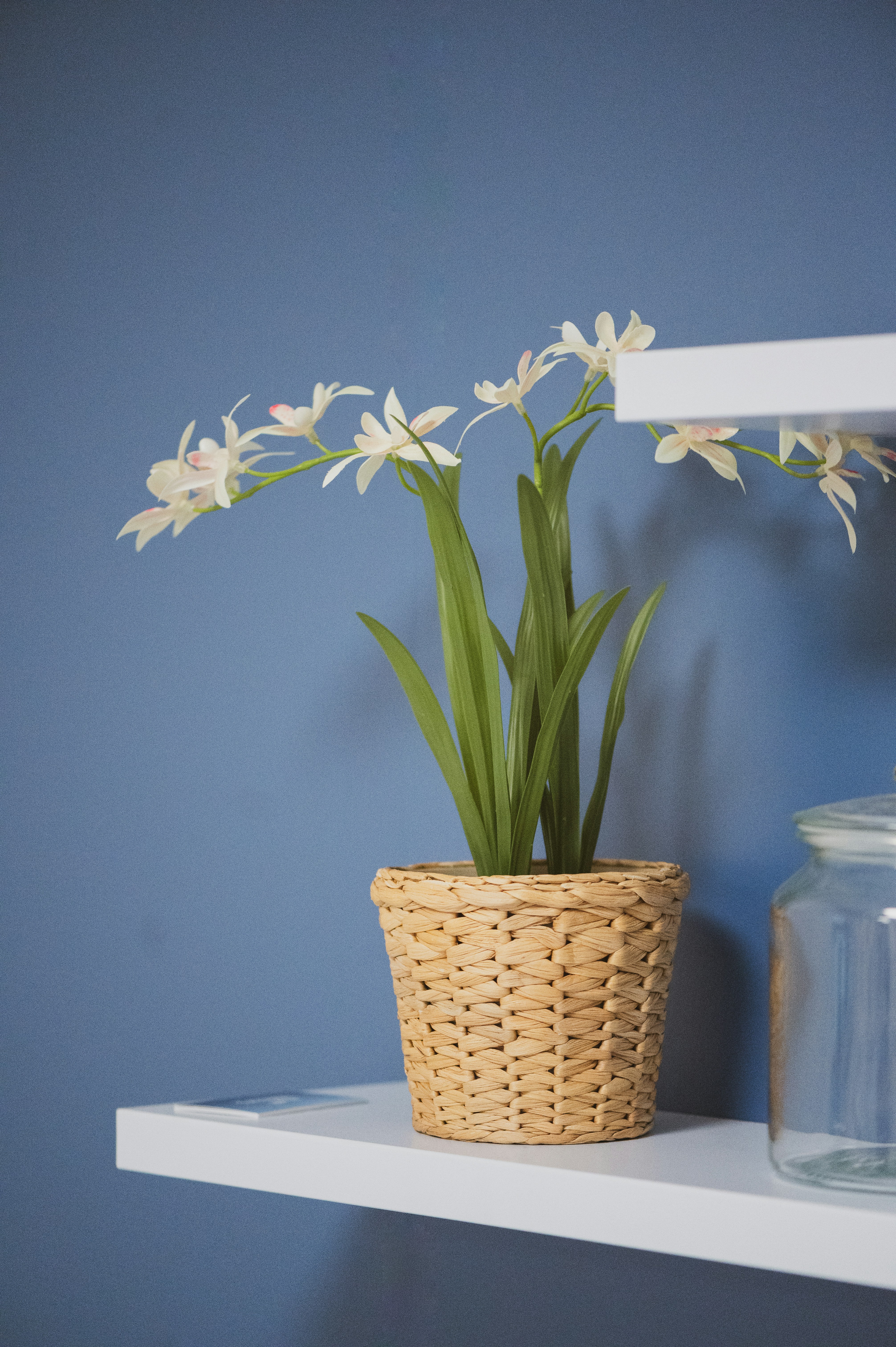 A potted plant sitting on top of a white shelf