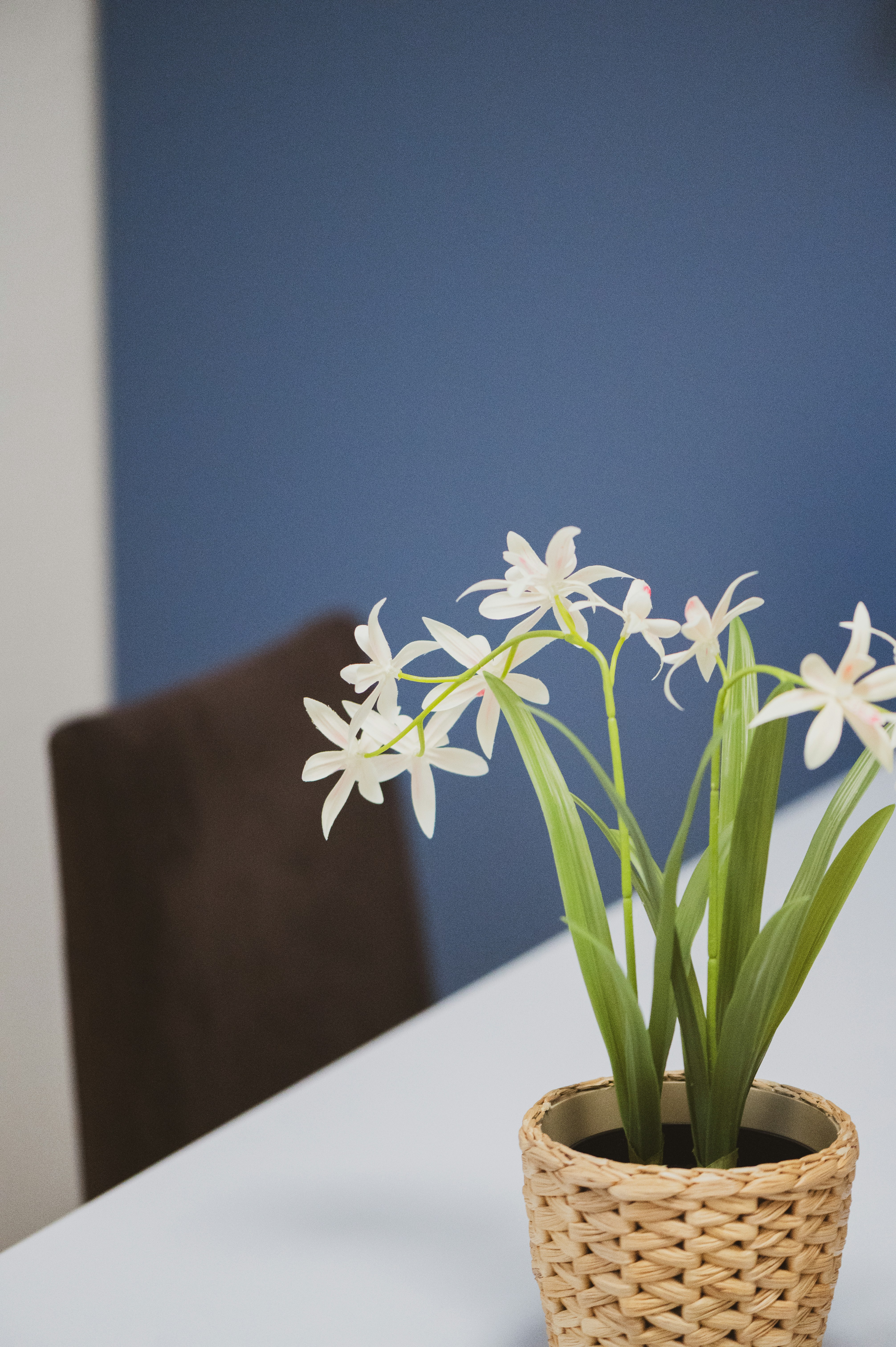 A small potted plant sitting on top of a white table