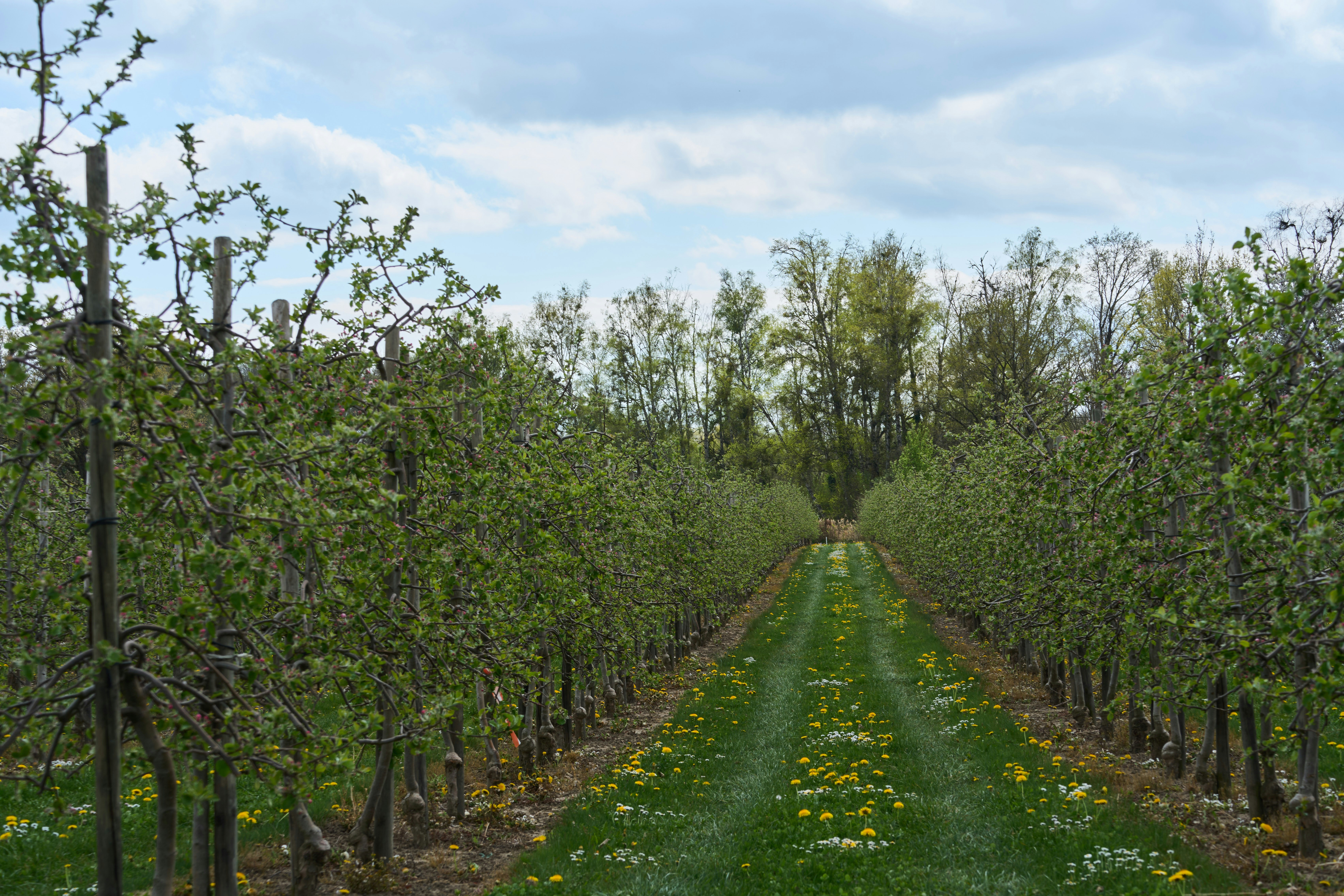 Photo by wolfgang_hasselmann