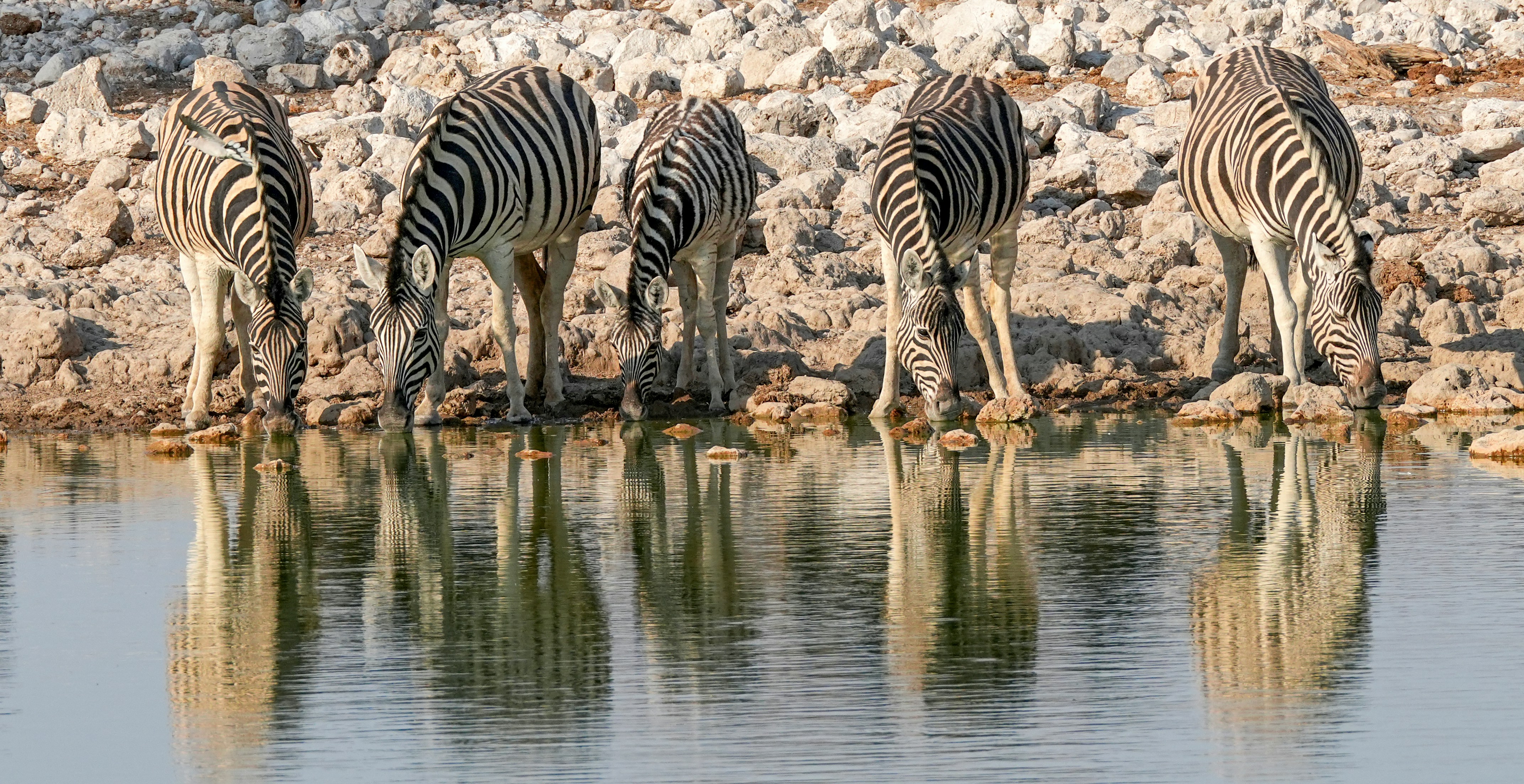 물줄기 옆에 서 있는 얼룩말 떼 사진 – Unsplash의 무료 얼룩말 이미지, image size:3000x1543