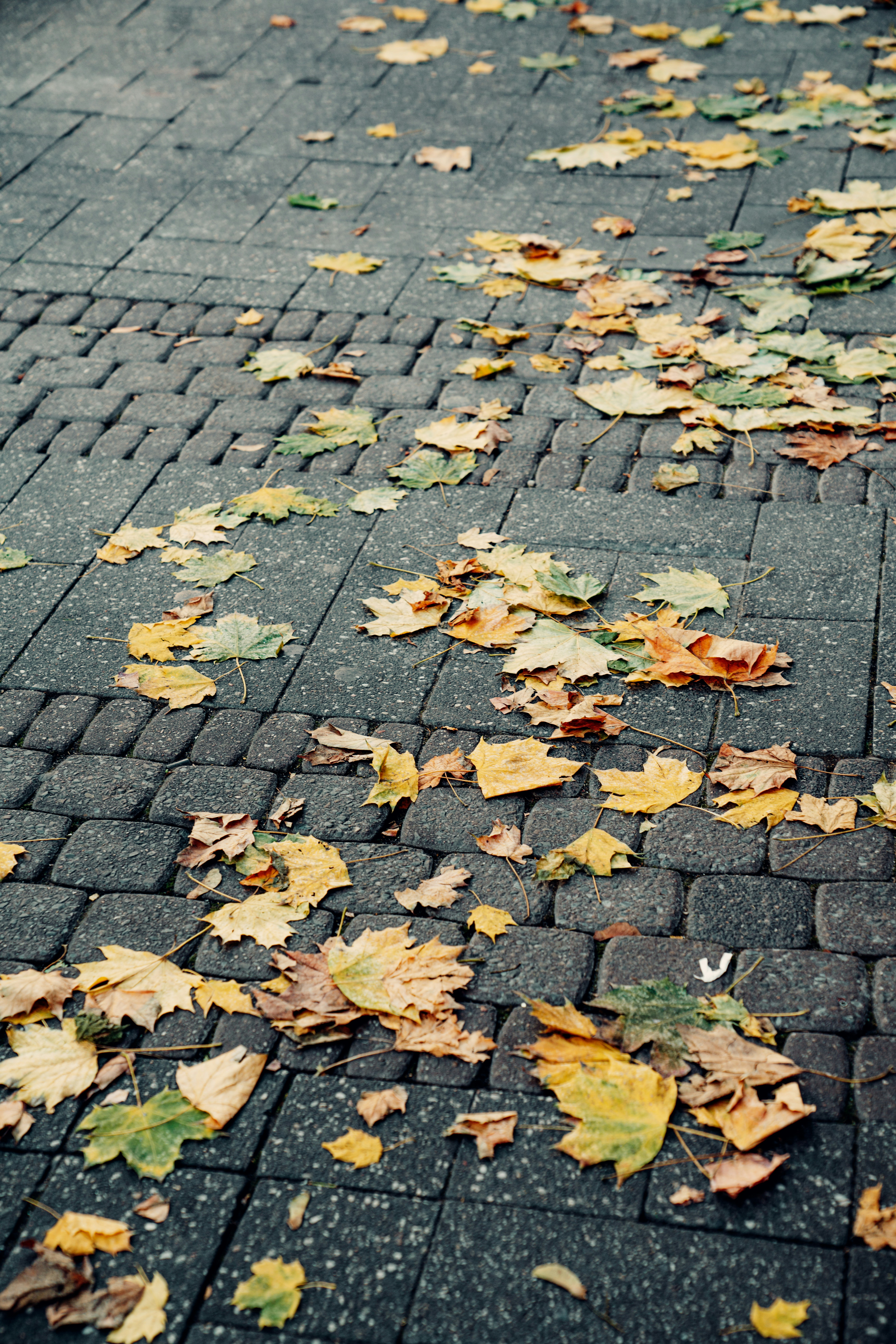 Photo by salahdarwish