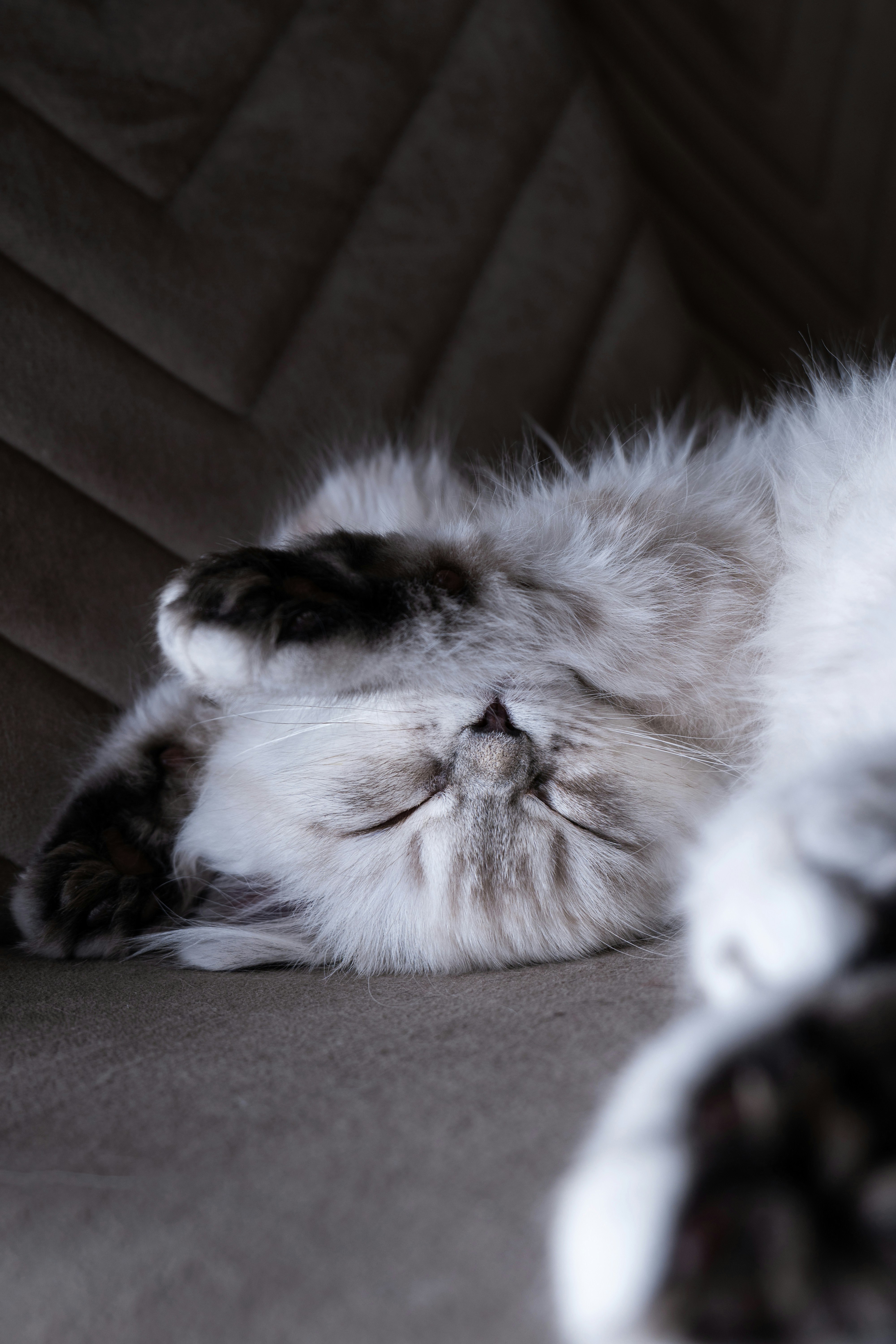 Sleeping Together: A Sign of Complete Trust (image credits: unsplash)