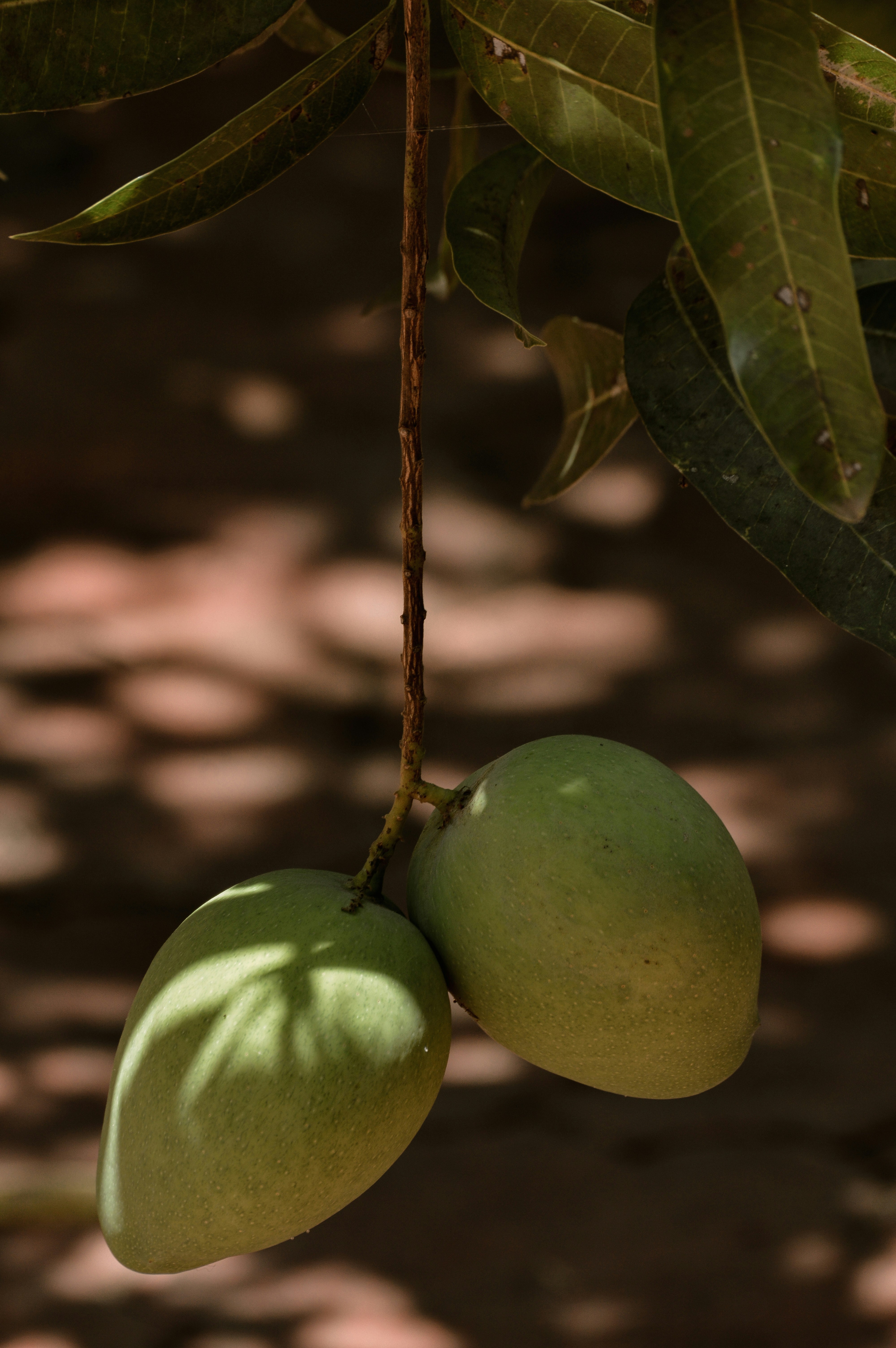 Photo by jithinvijayamohanan