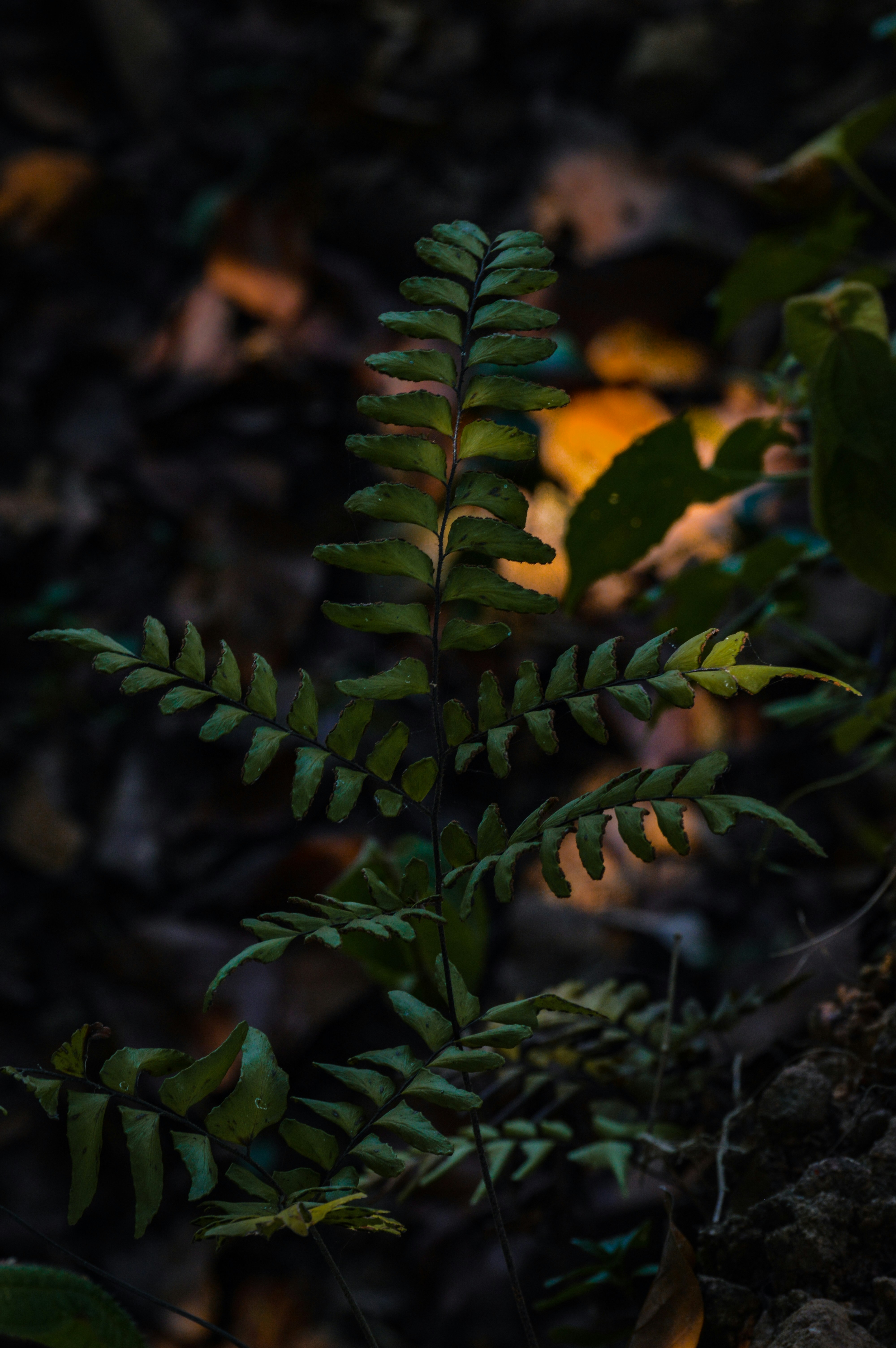 Photo by jithinvijayamohanan