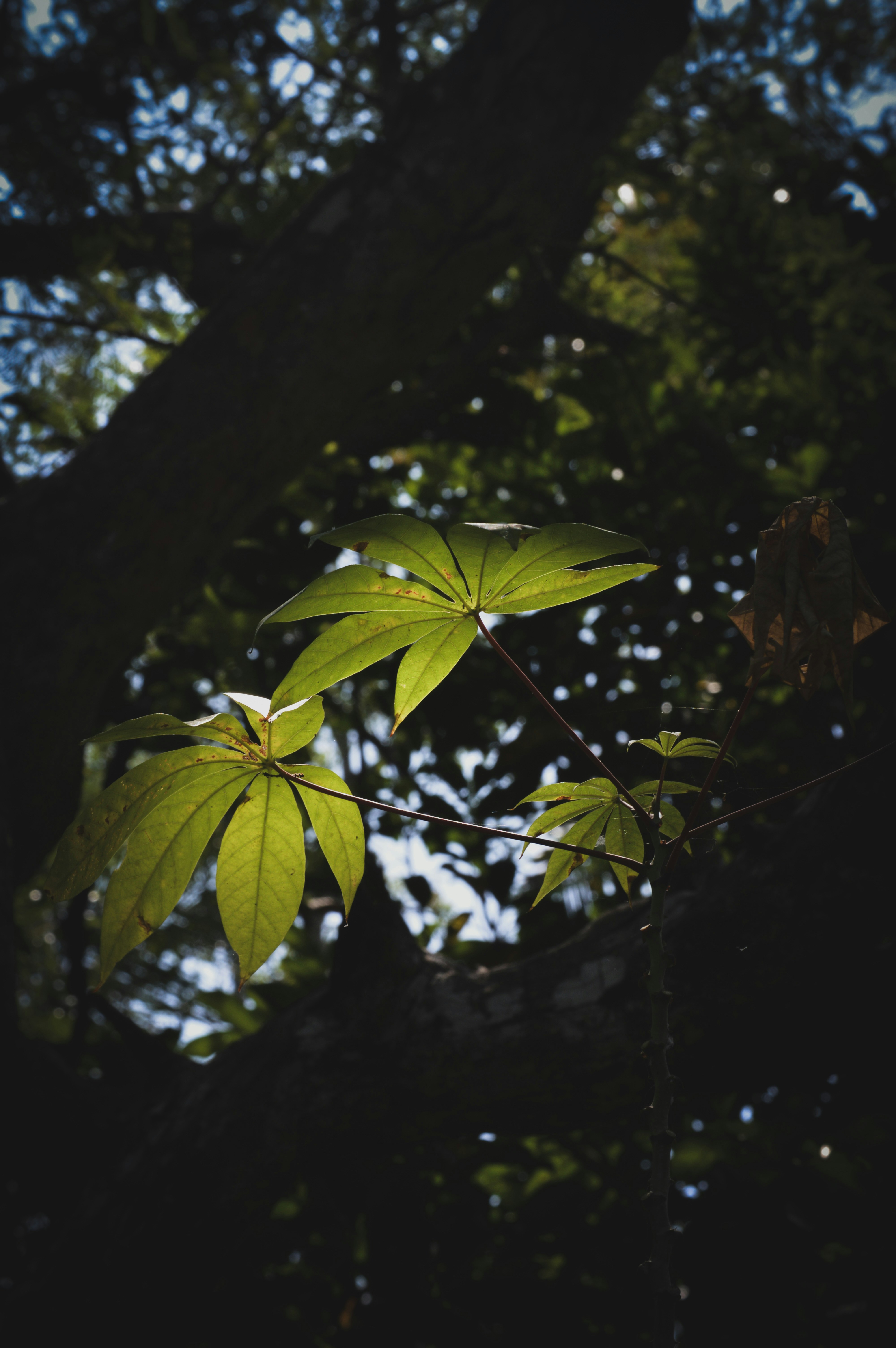 Photo by jithinvijayamohanan