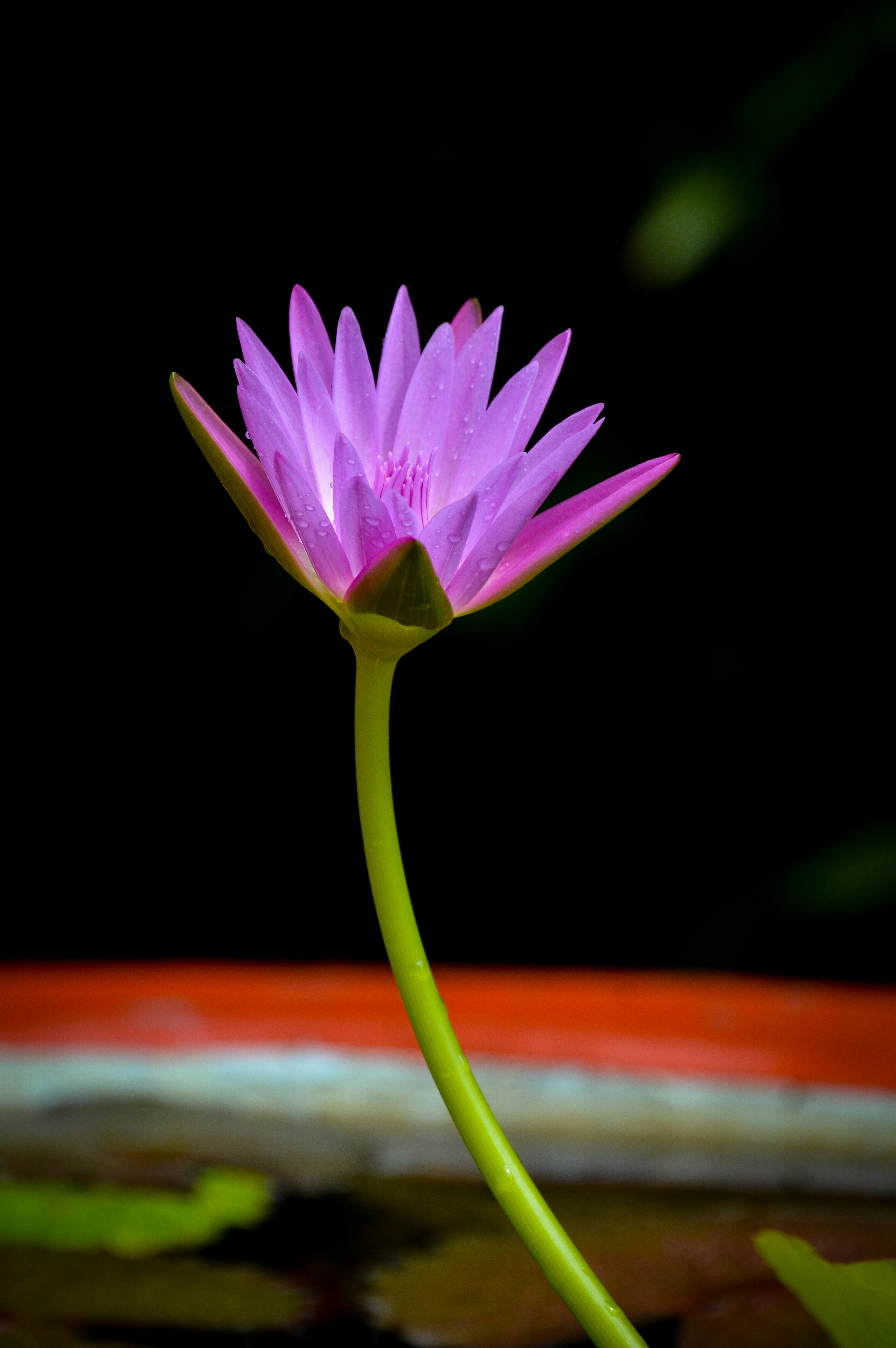 Photo by jithinvijayamohanan