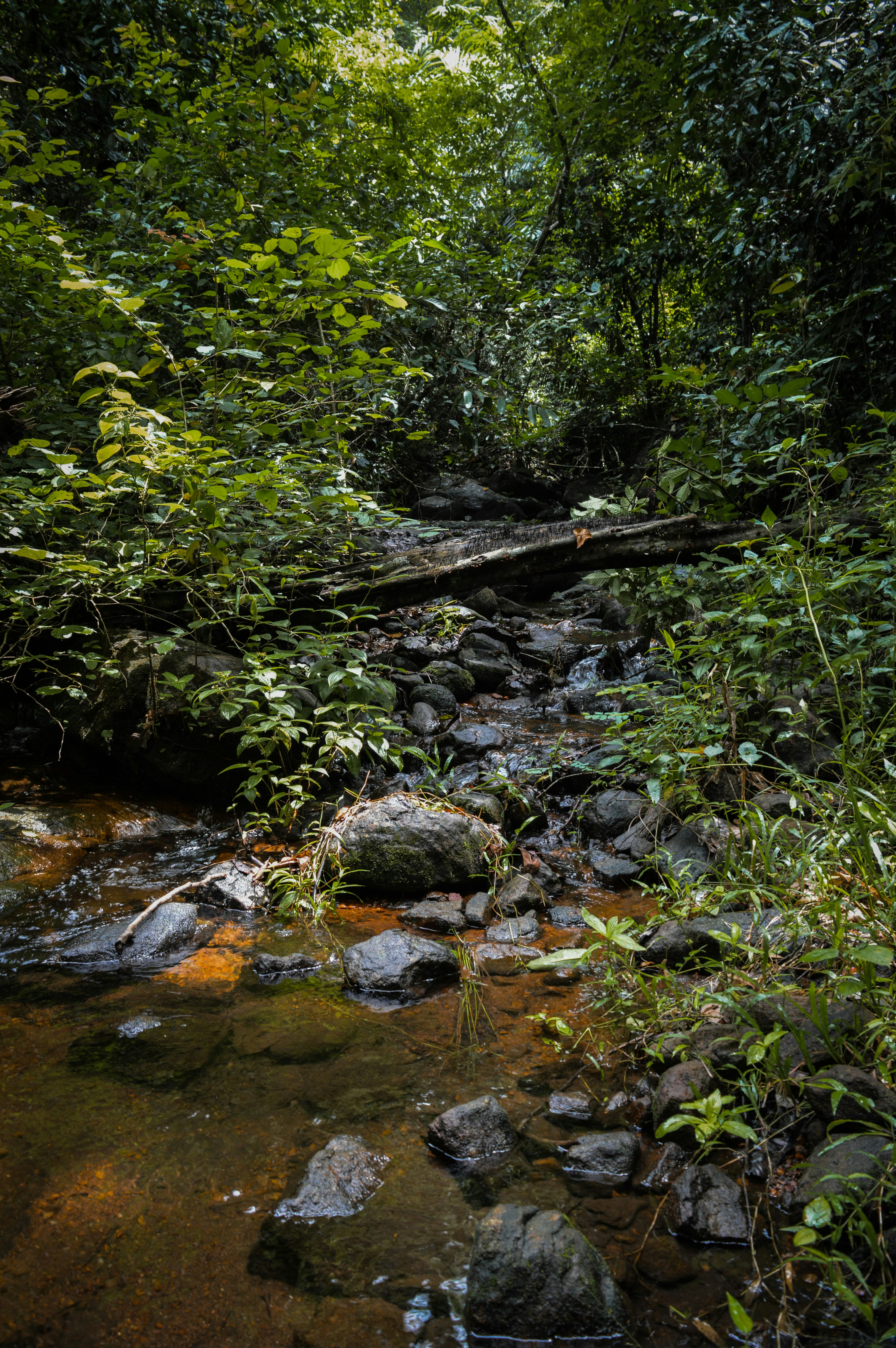 Photo by jithinvijayamohanan