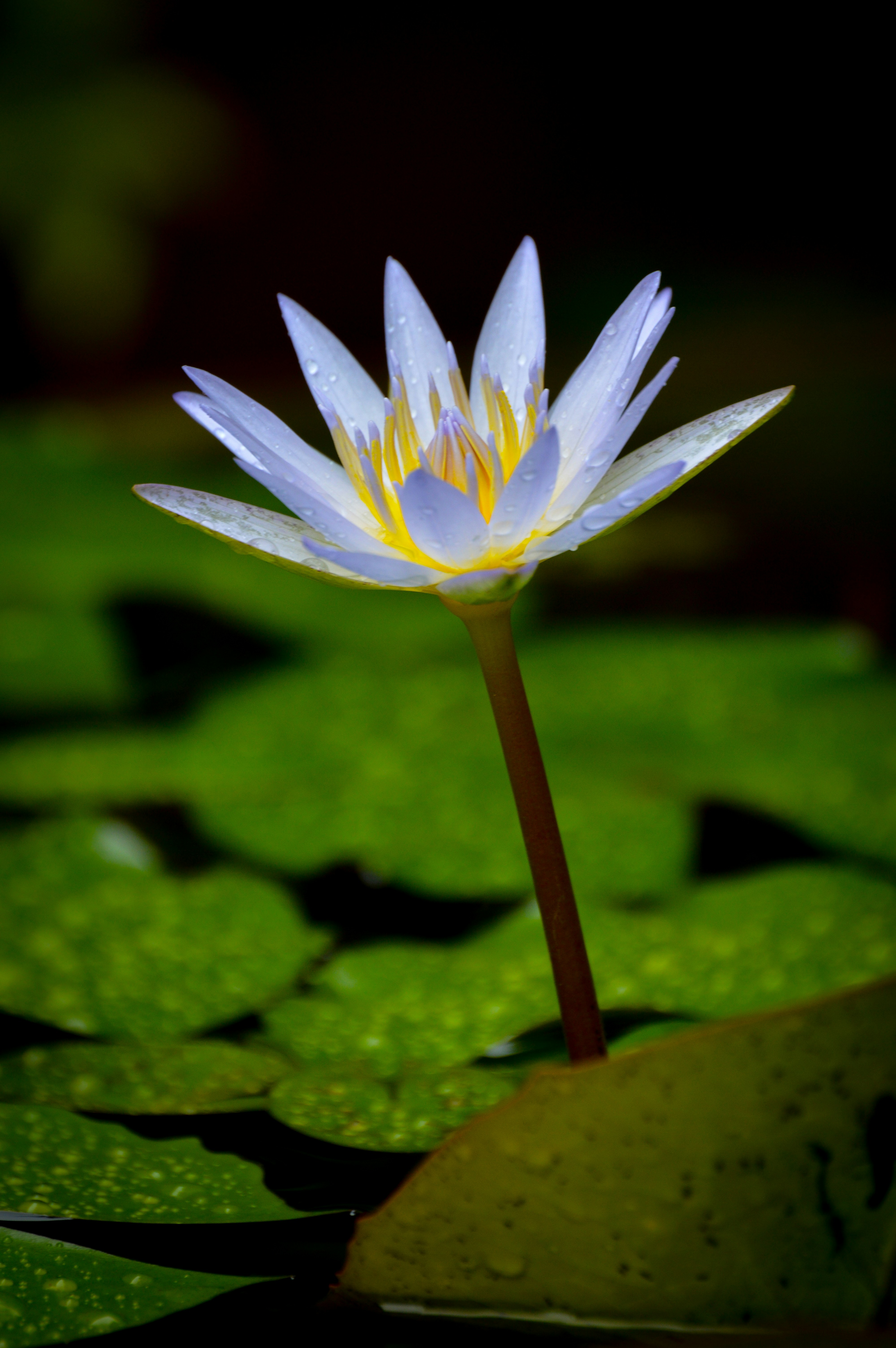 Photo by jithinvijayamohanan