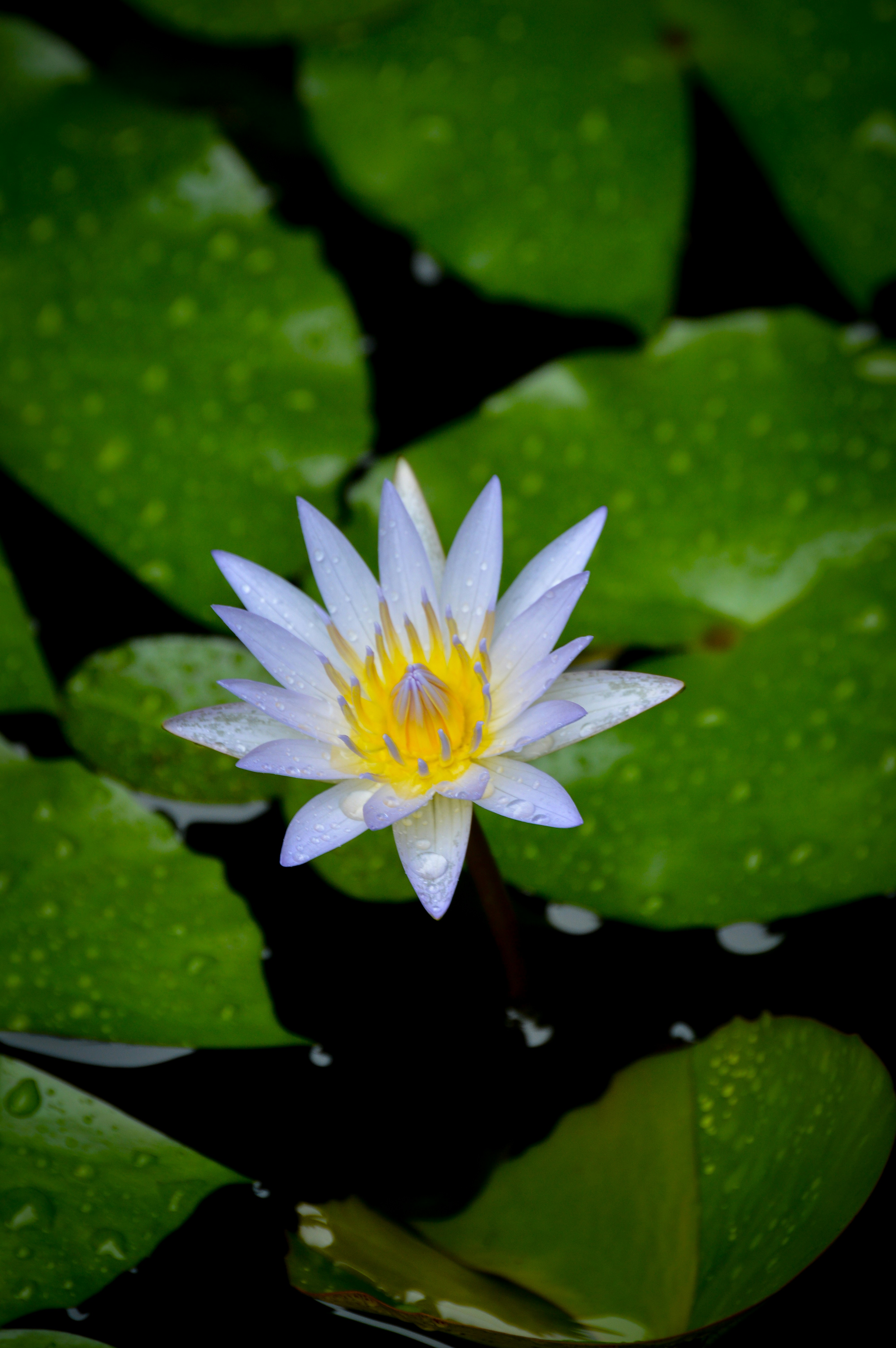 Photo by jithinvijayamohanan