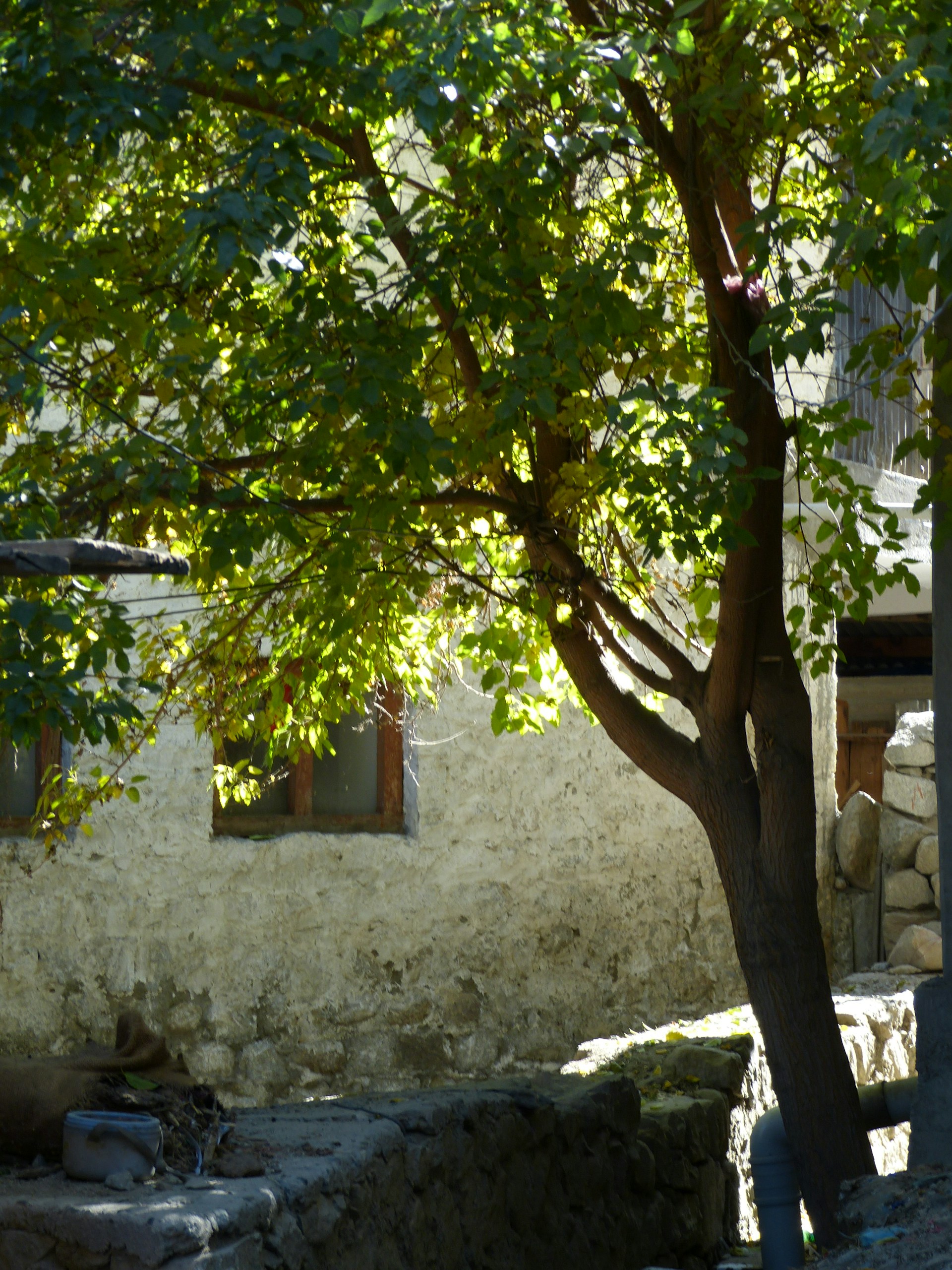 A tree in front of a stone building