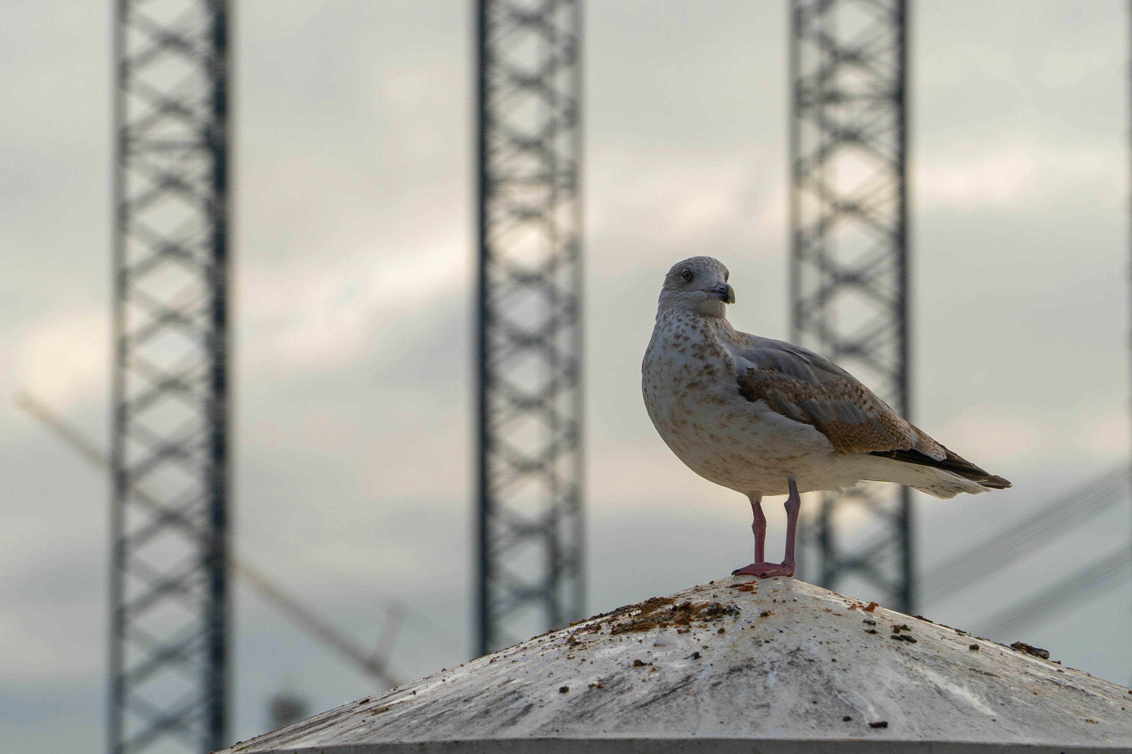 A seagull sitting on top of a roof