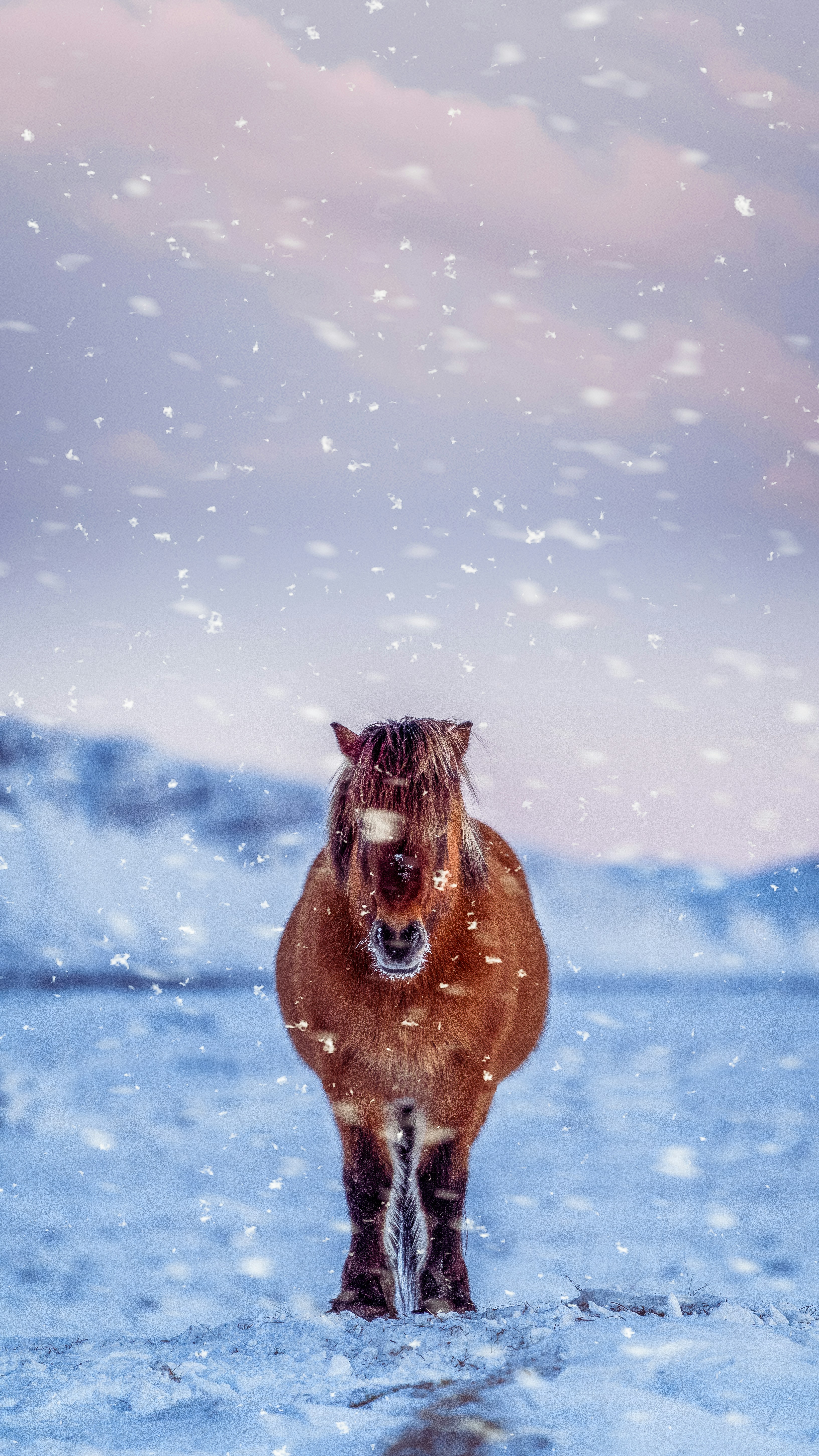 Photo by sylvesteraswin