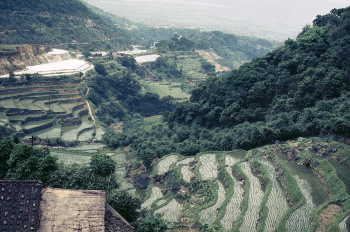 花東縱谷稻田與山脈風景，甲租乙還東部路線