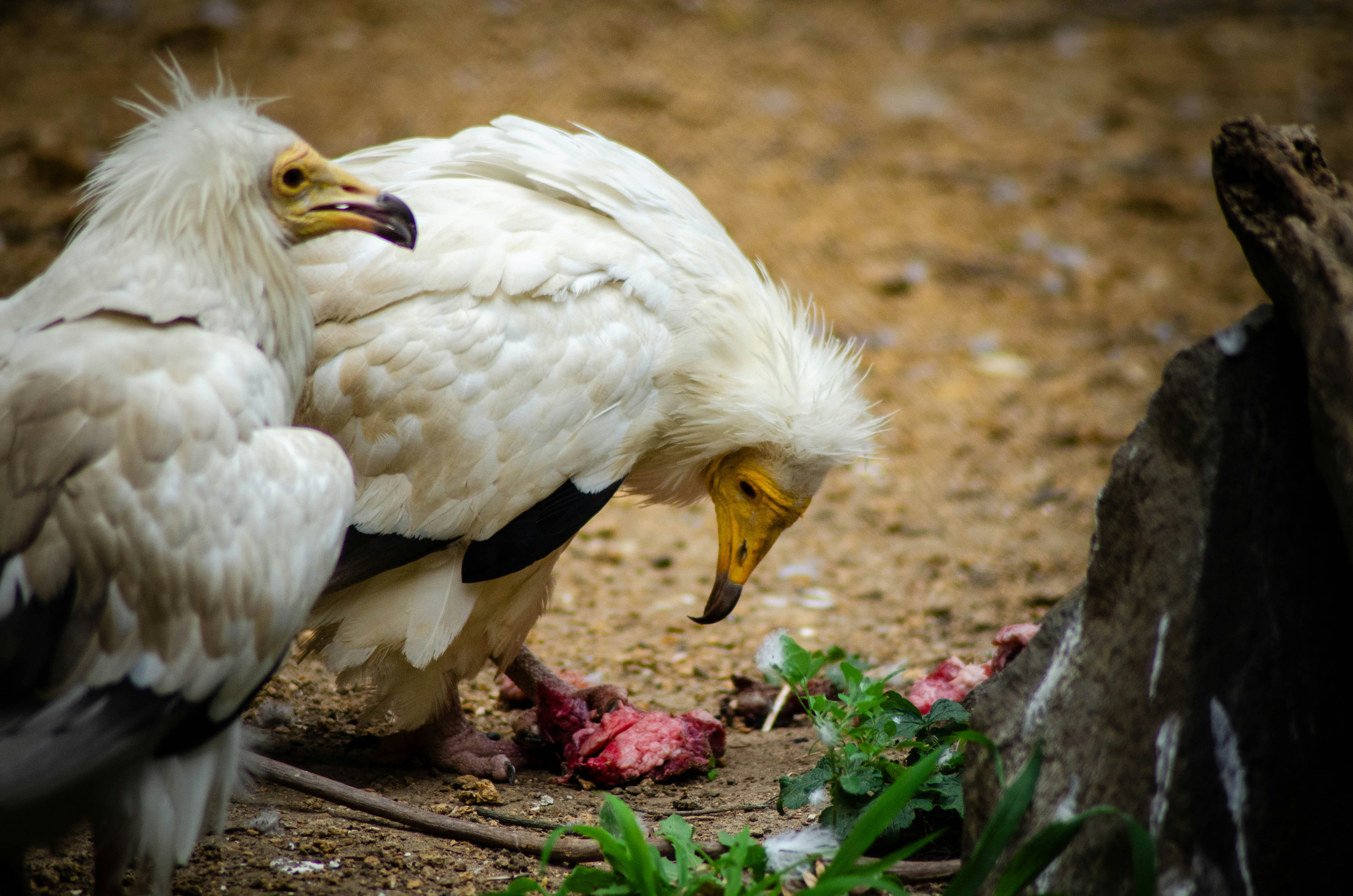 7 Chicken Care Guide Tips for Predator Protection
