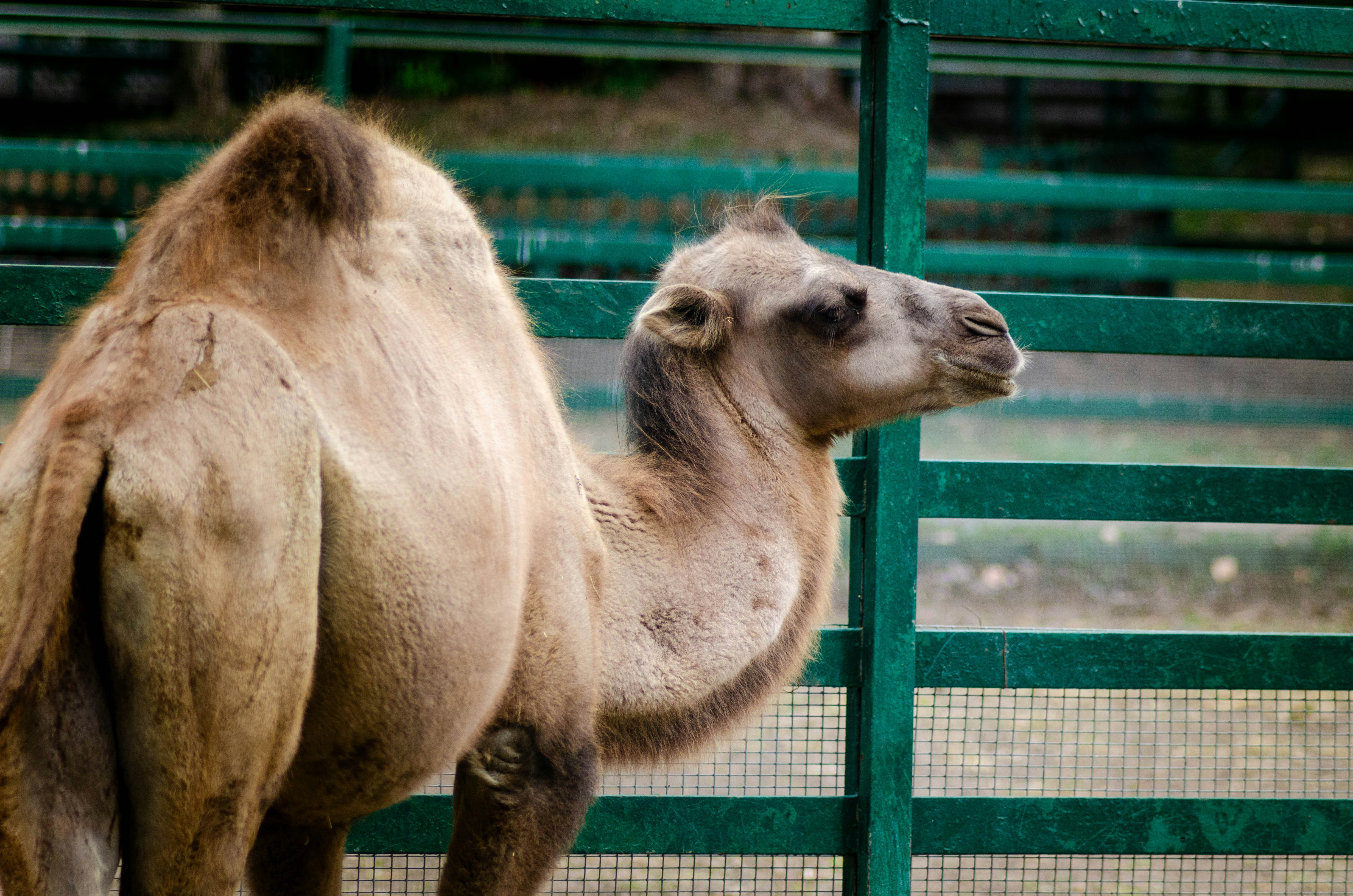 A camel standing in front of a green fence