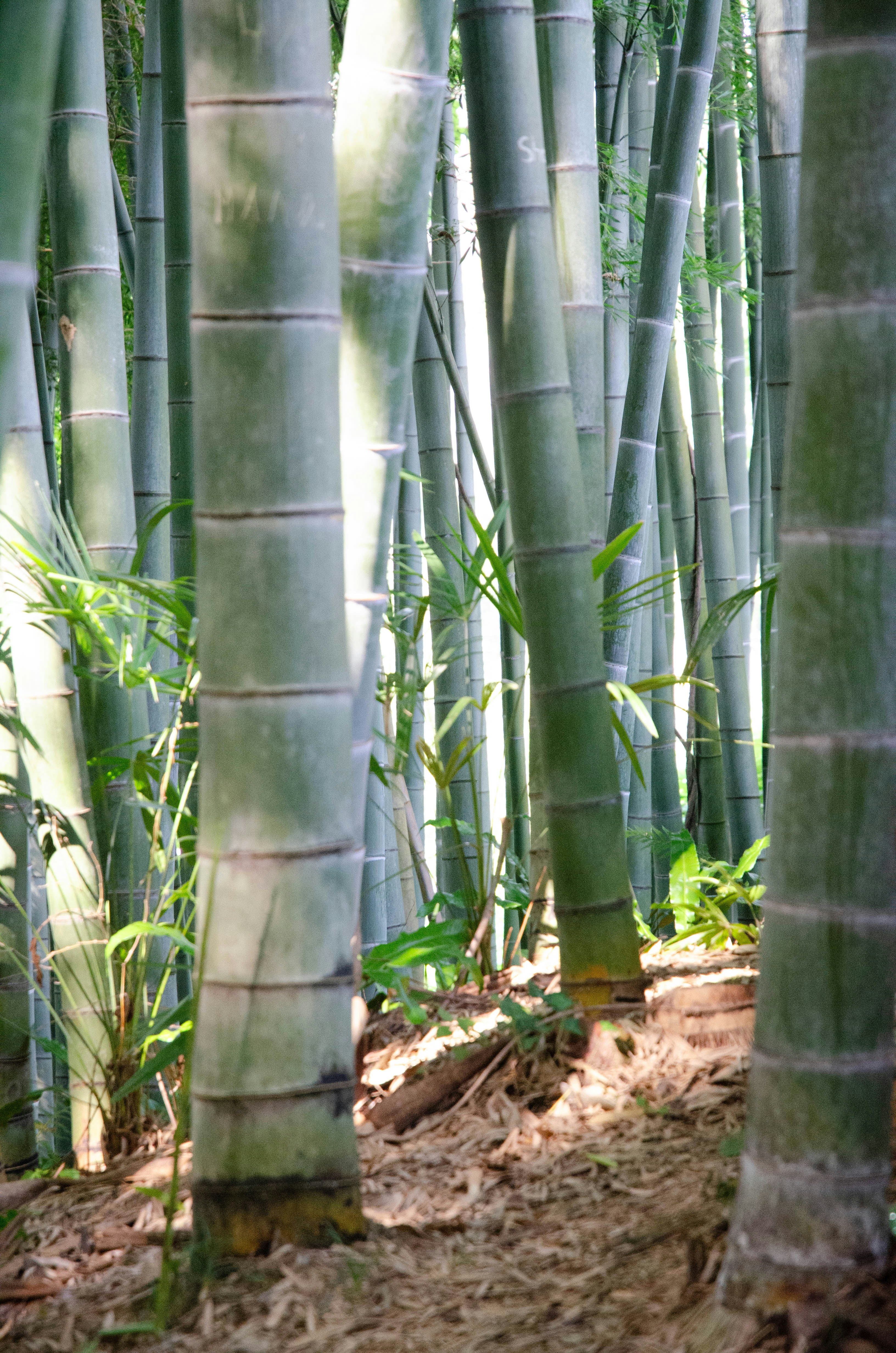 A group of tall bamboo trees in a forest