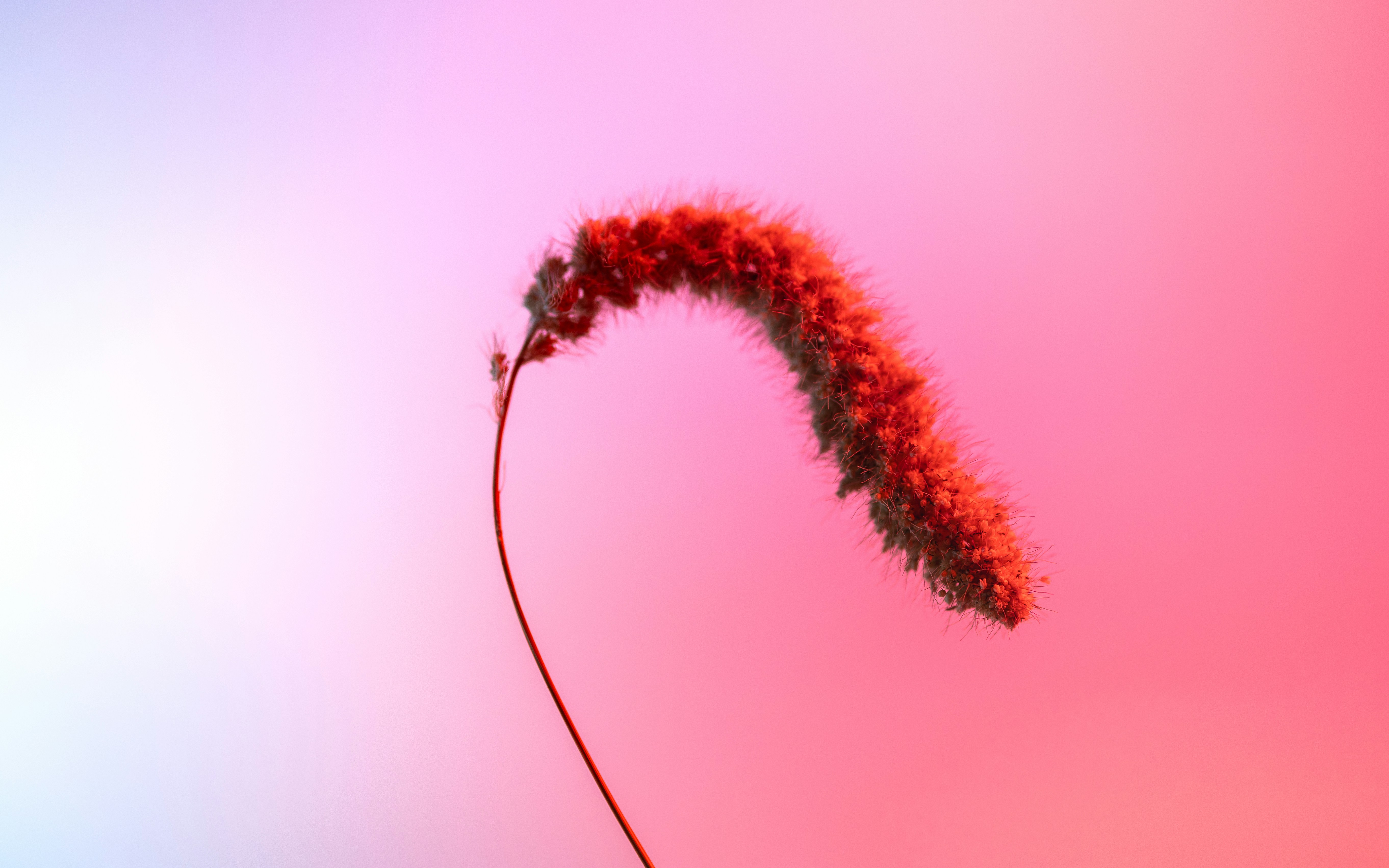 A plant with a long stem in front of a pink and blue background