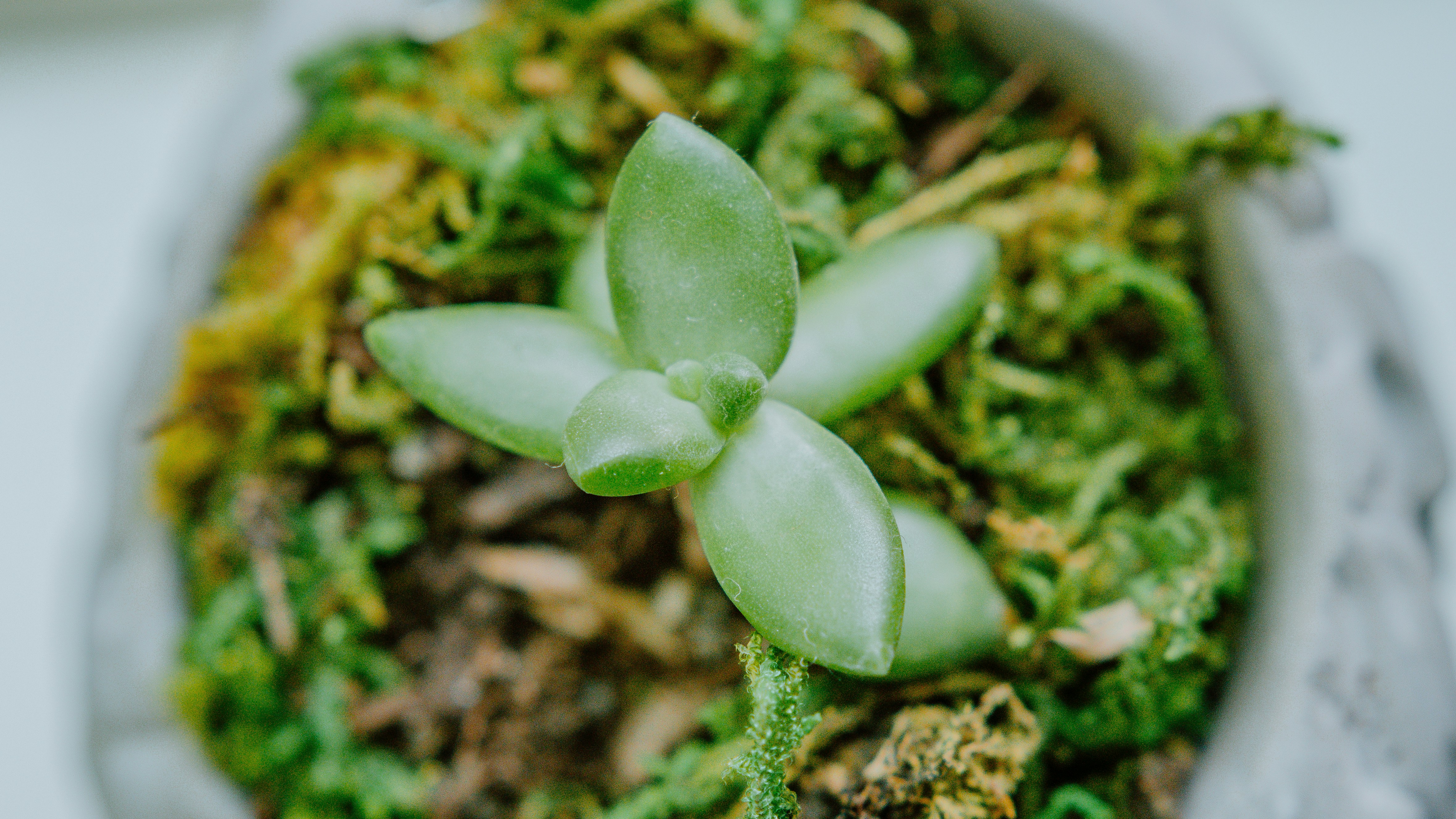 Photo by joseph_royer