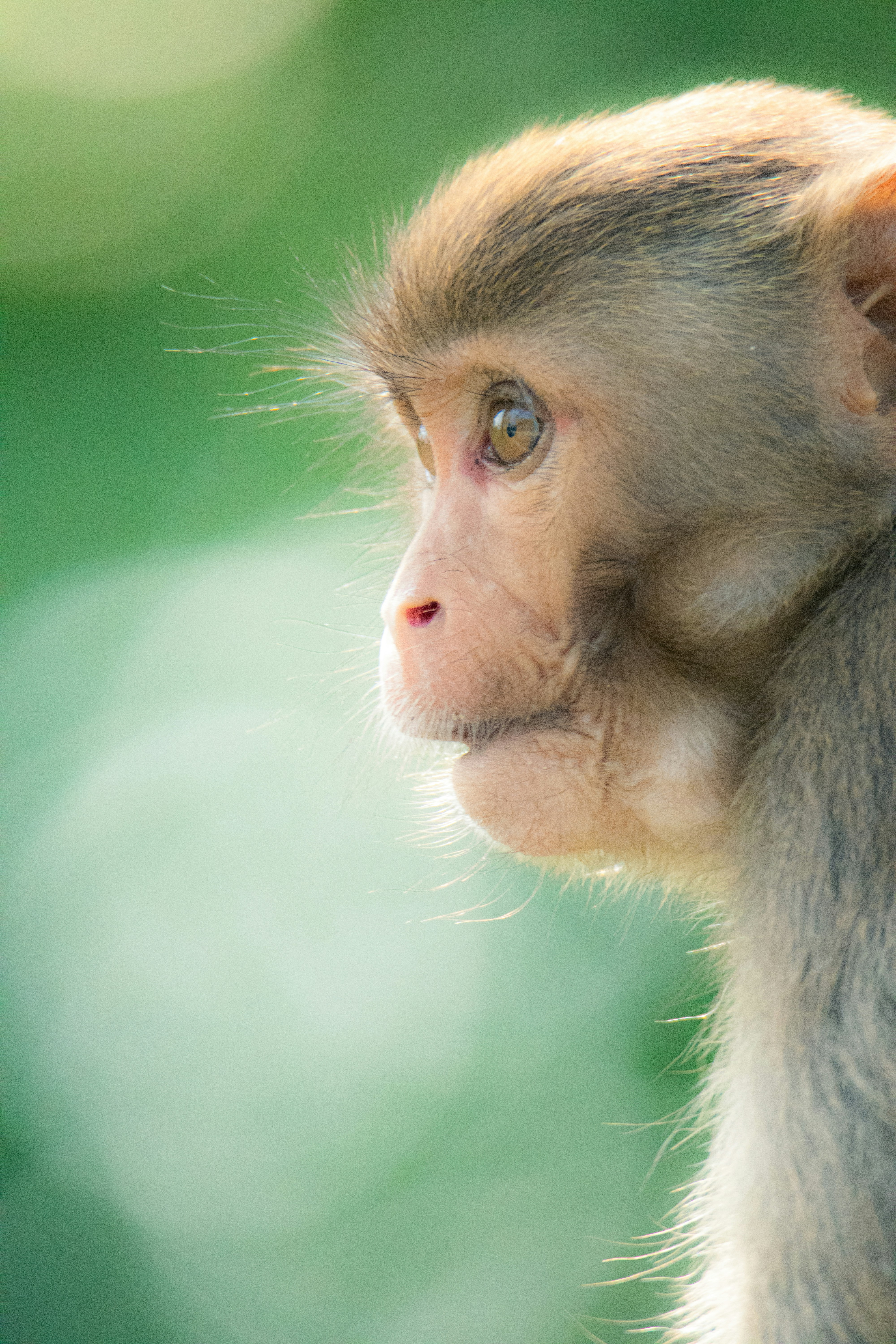 A close up of a monkey with a blurry background