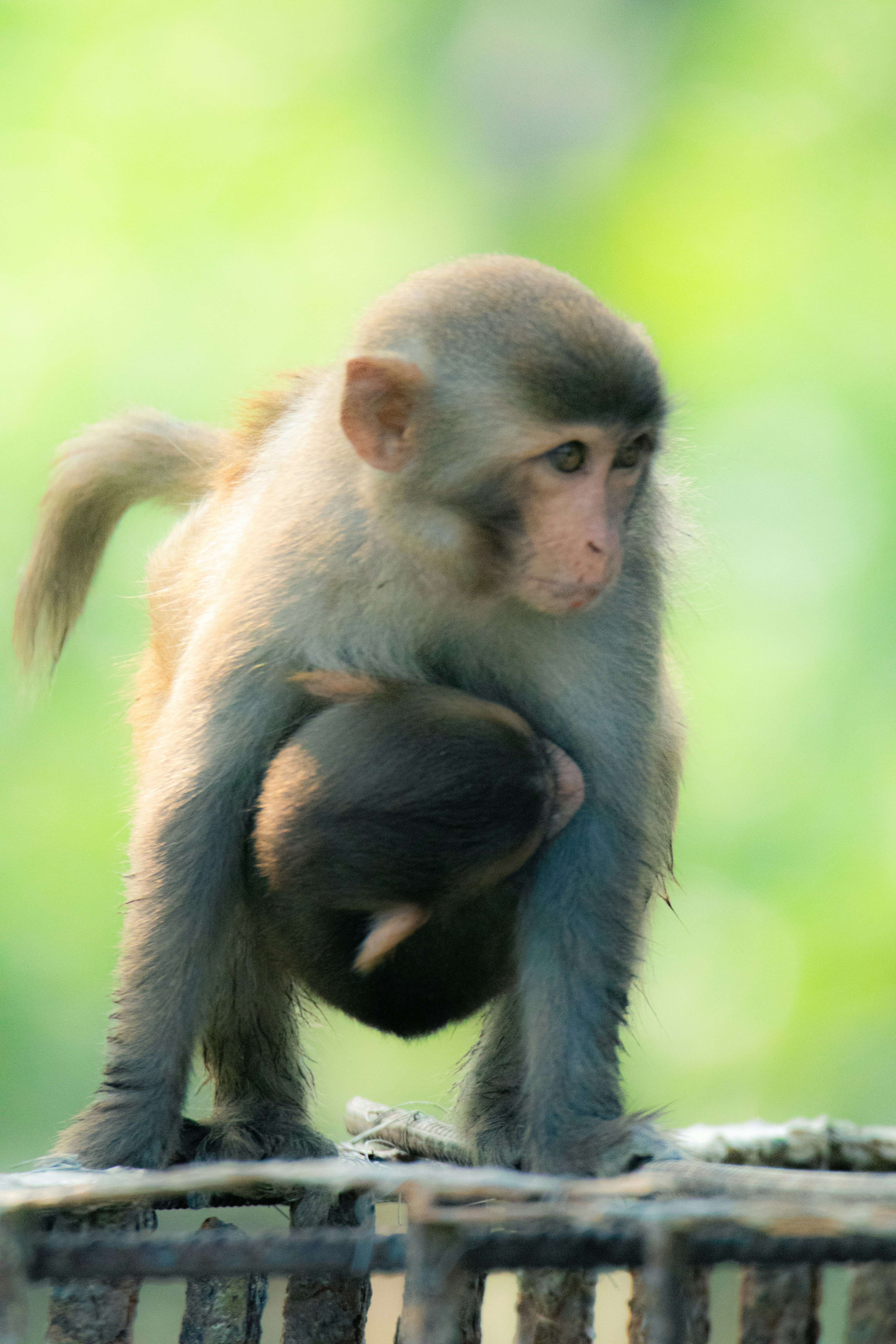 A small monkey sitting on top of a wooden fence