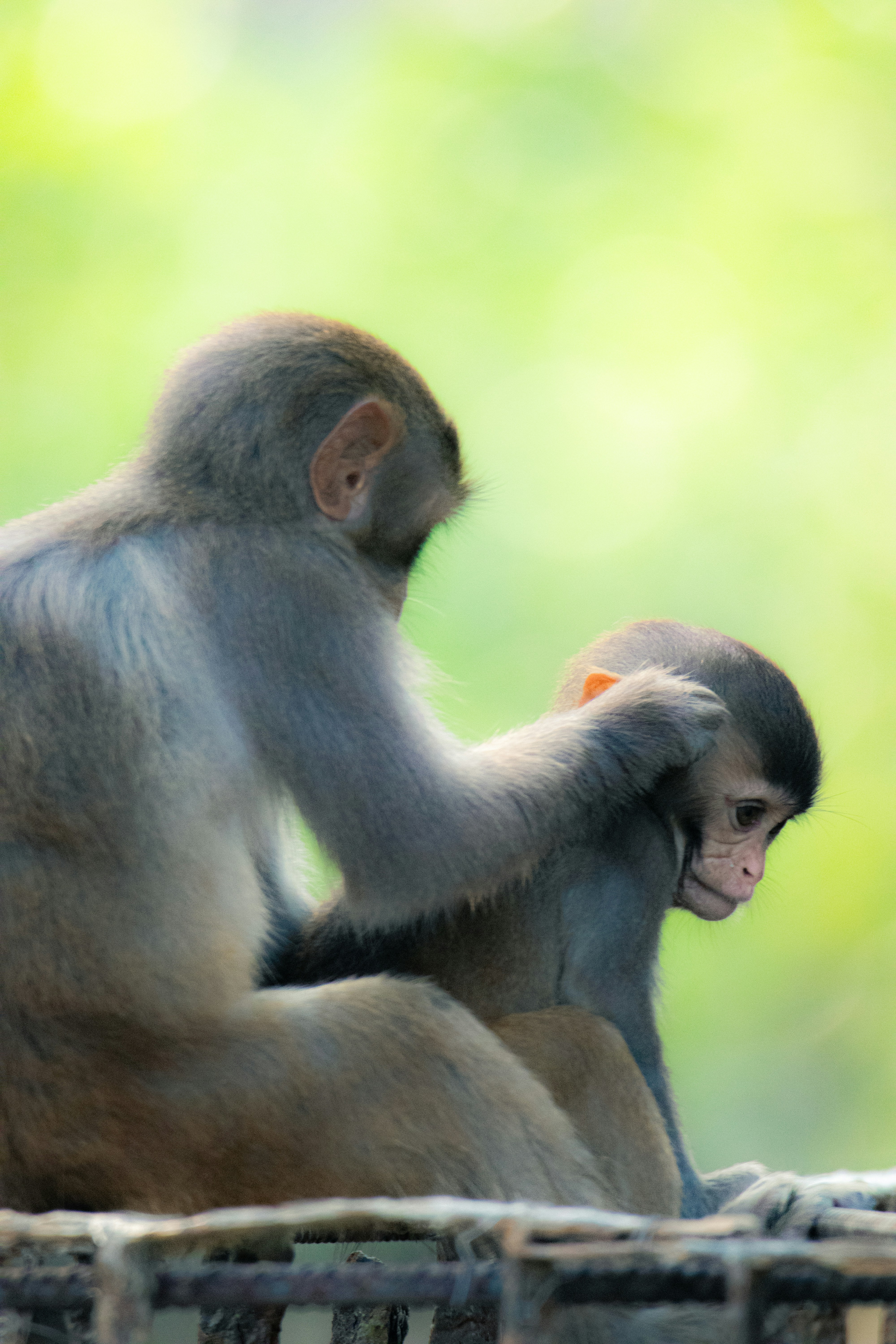 Photo by asadsnapper