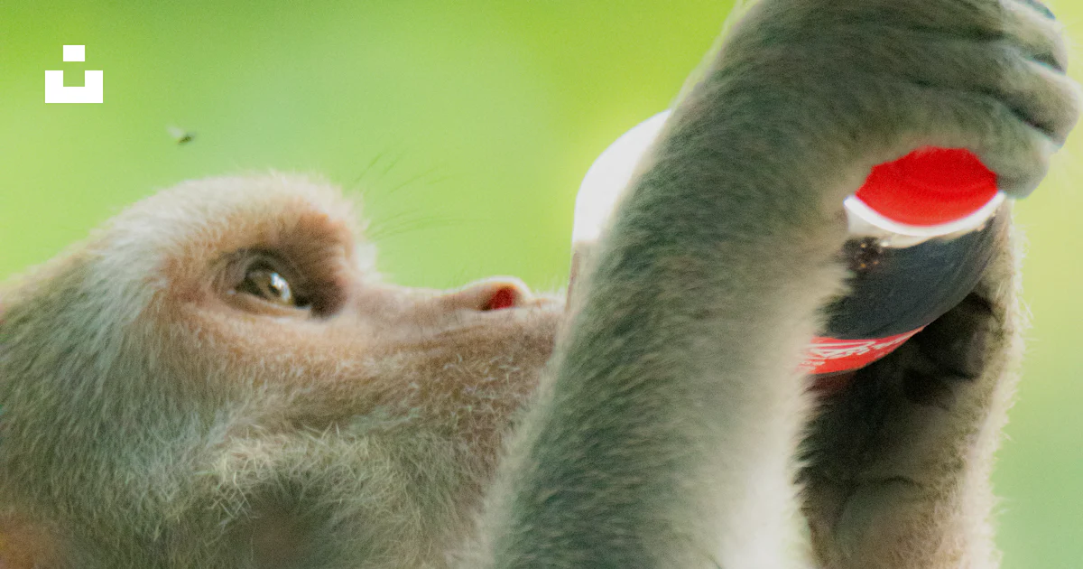 Monkey Blowing Raspberry A monkey holding a red frisbee in it's hand photo โ Free Monkey Image ...