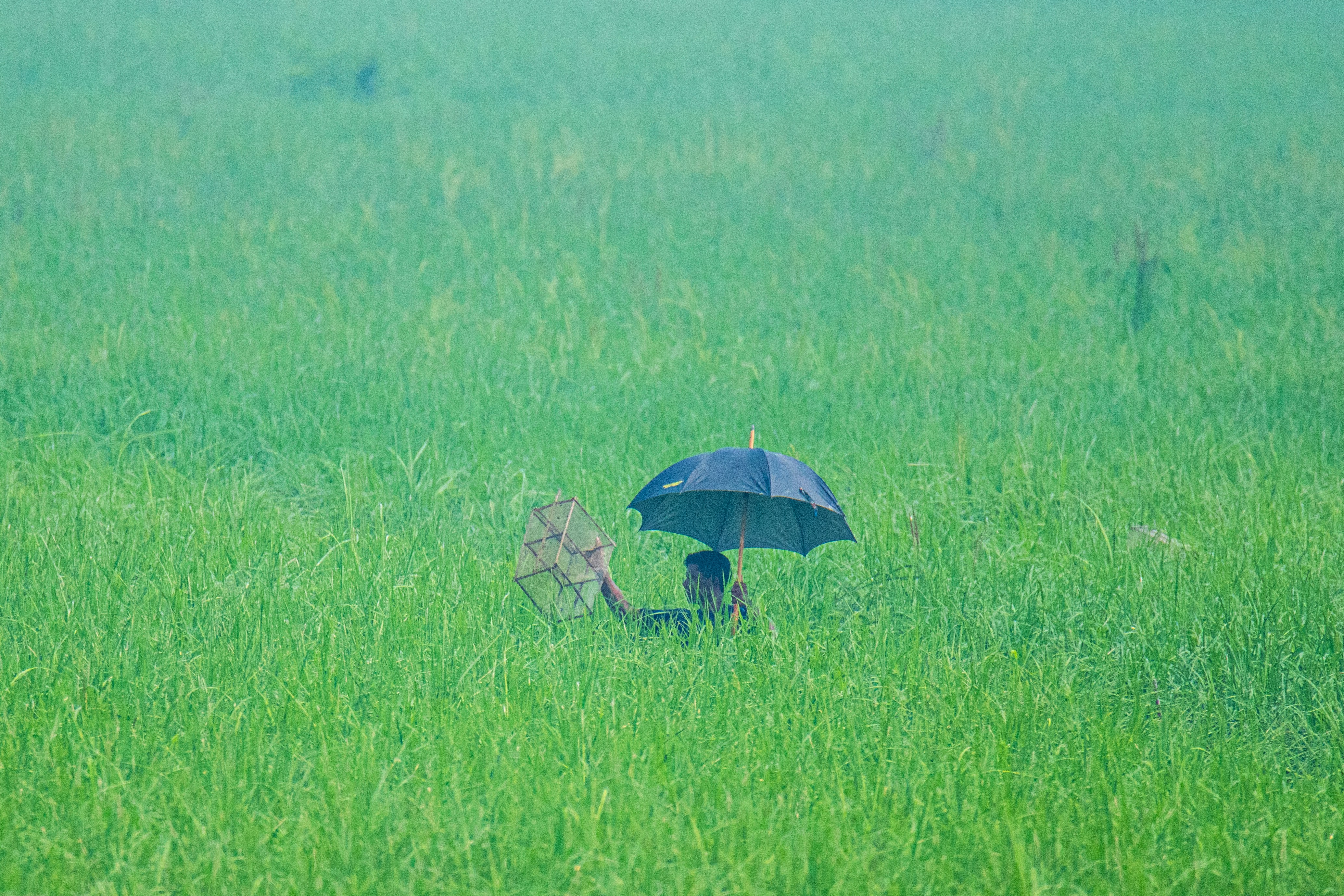 A person standing in a field with an umbrella