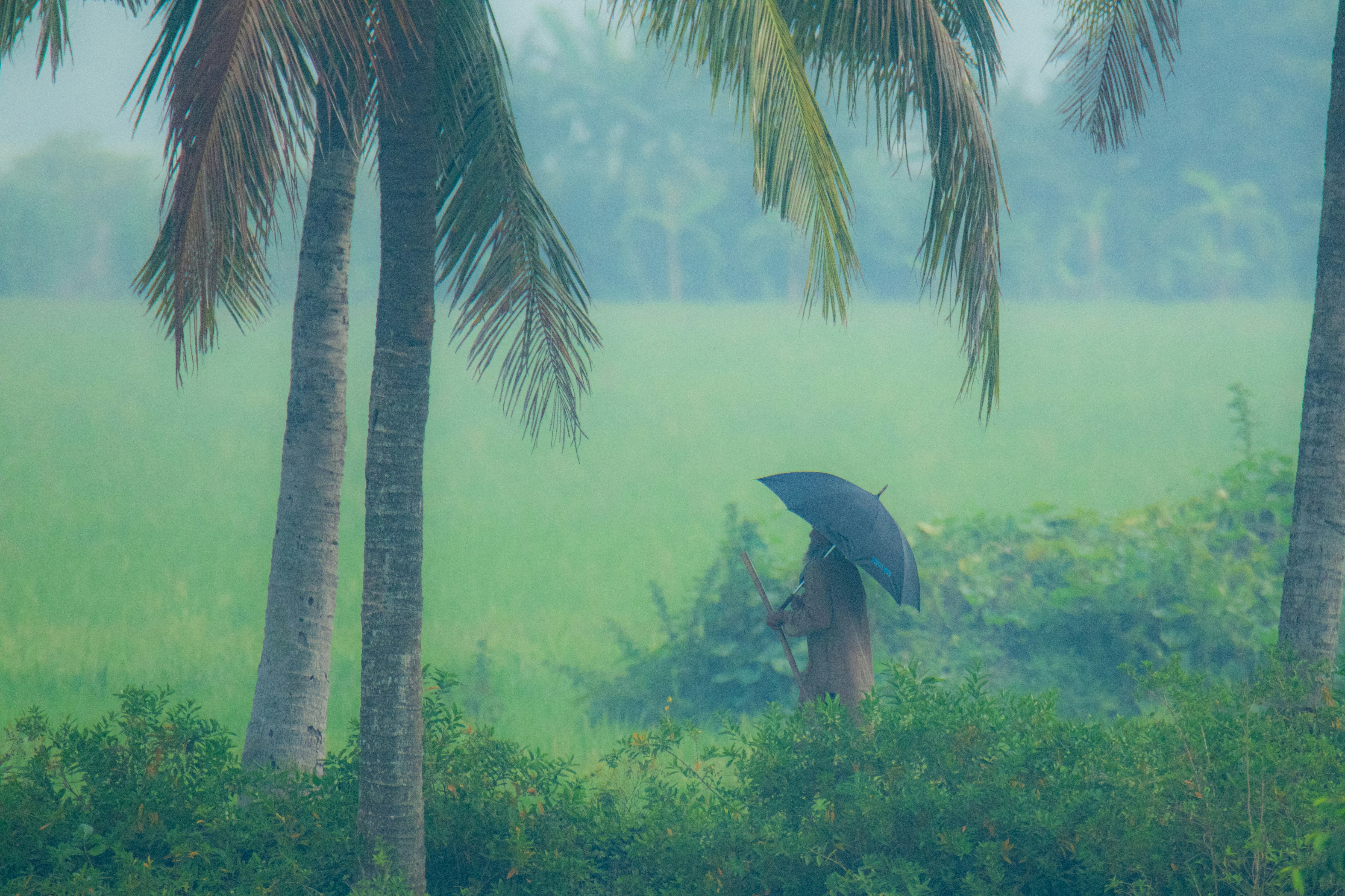 A person standing in a field with an umbrella