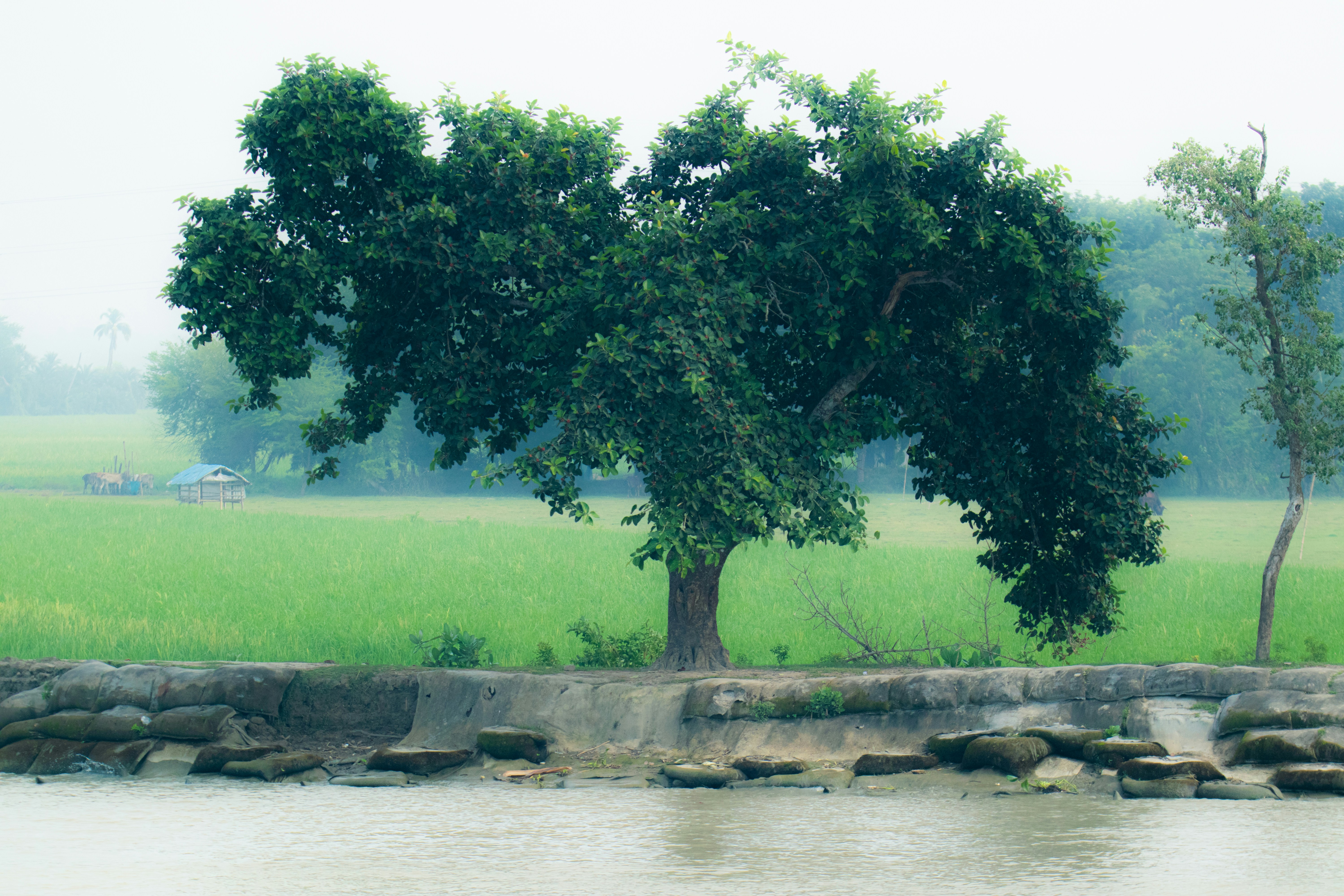 A couple of trees sitting on the side of a river