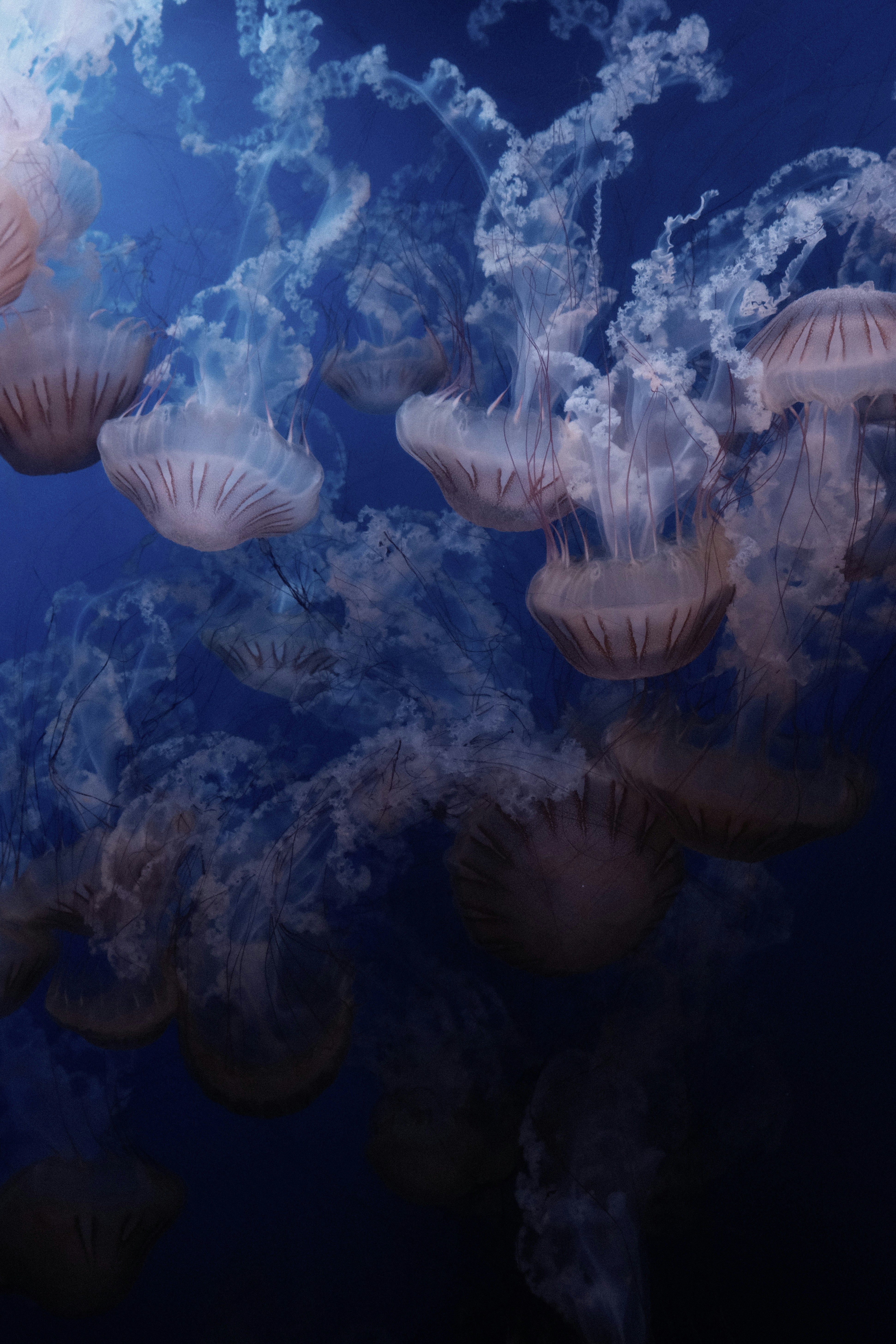 A group of jellyfish swimming in the ocean