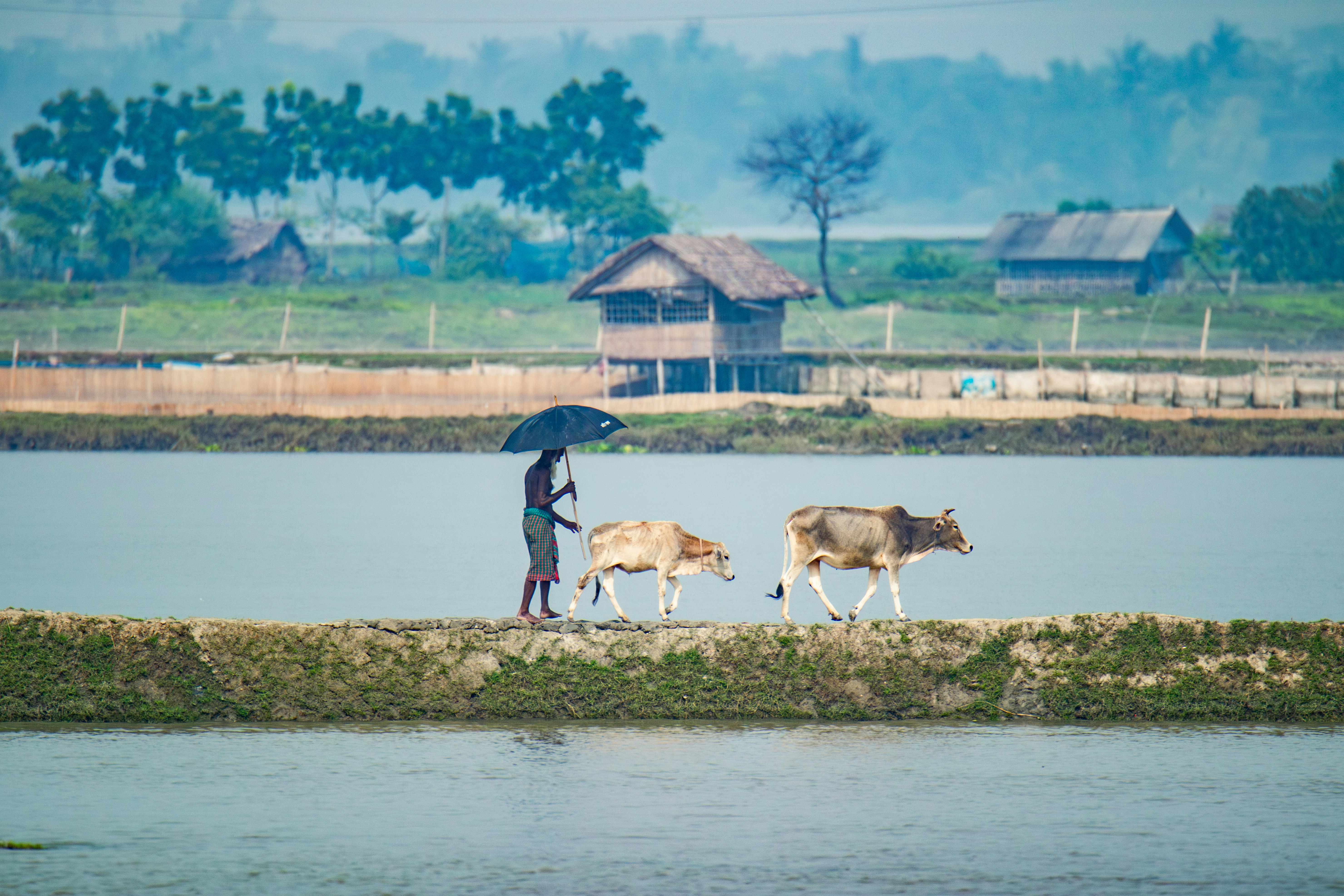 A person with an umbrella walking with two cows