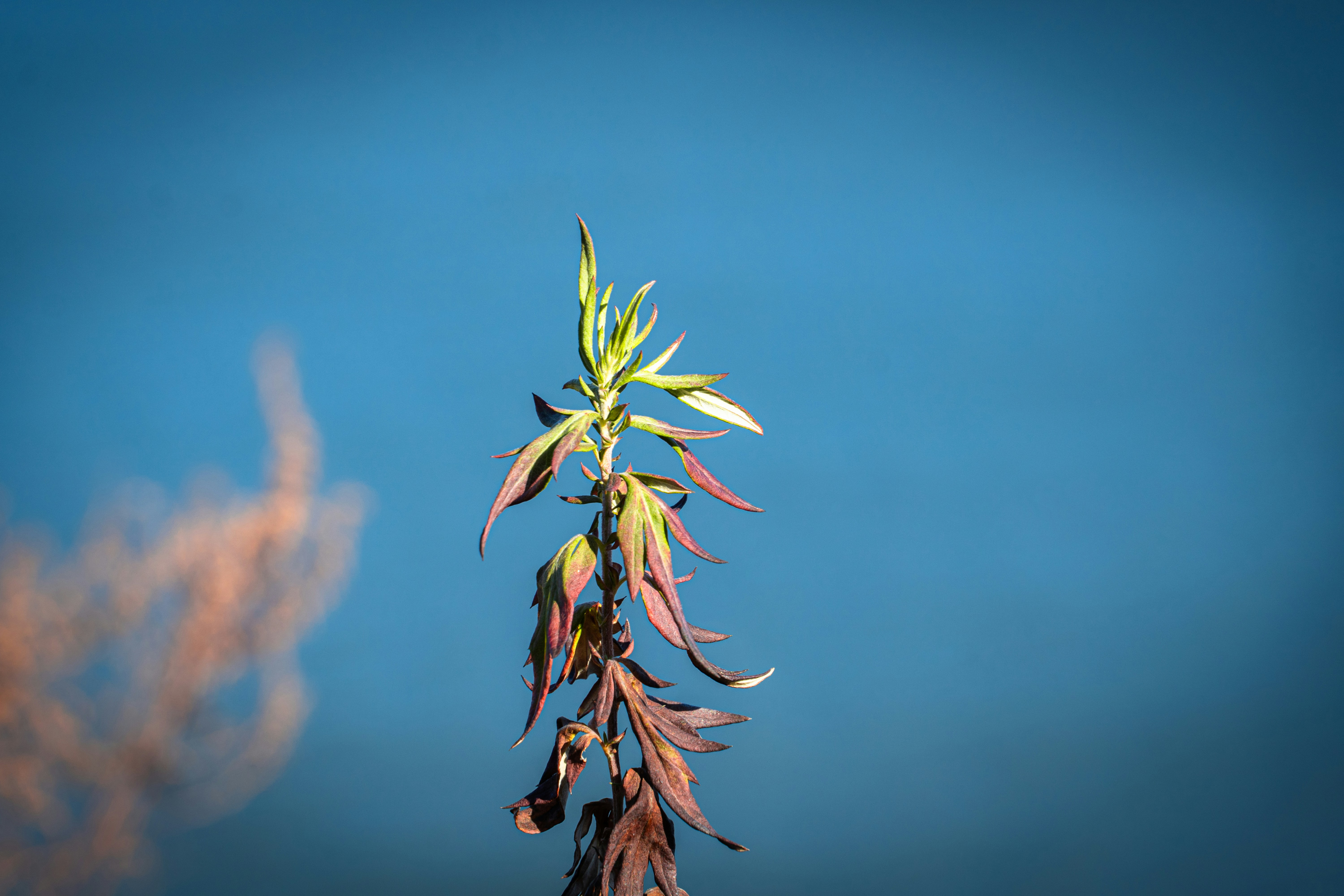 Photo by seandogjani