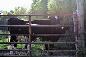 A group of cows in a fenced in area