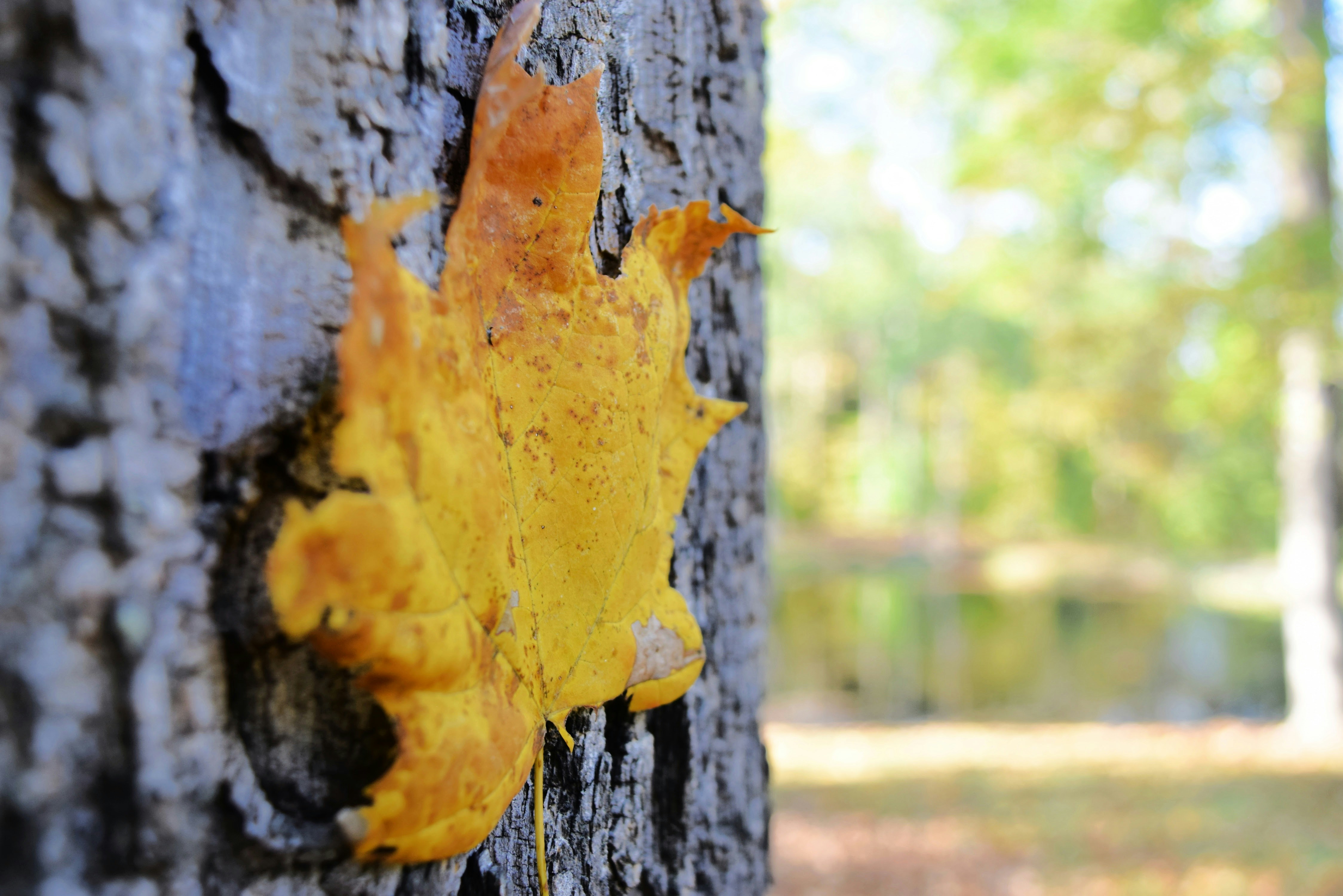 Una foglia gialla su un albero in una foresta