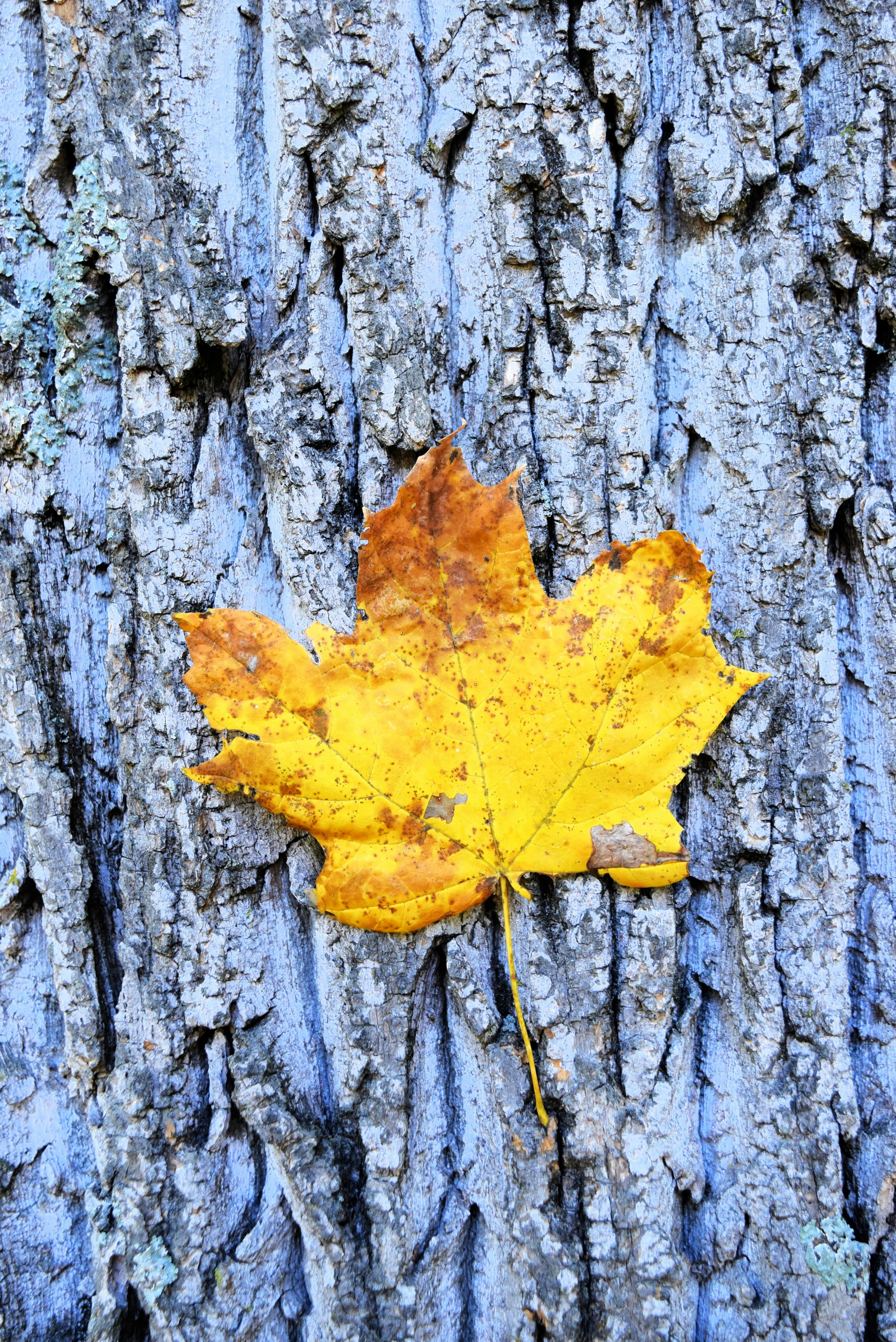 Una foglia gialla sulla corteccia di un albero