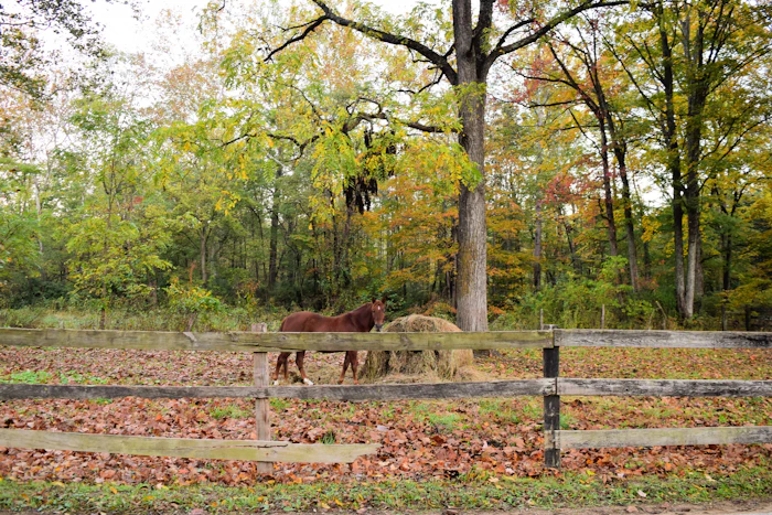 Horses in a fenced pasture with tall trees